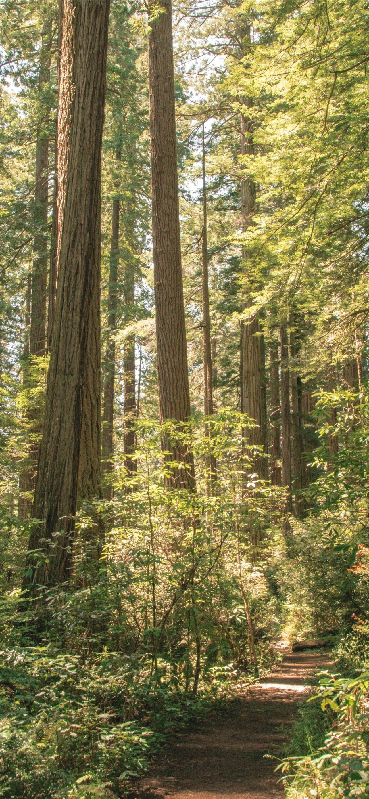 Redwood National Park, iPhone wallpapers, Free download, Stunning nature, 1290x2780 HD Phone