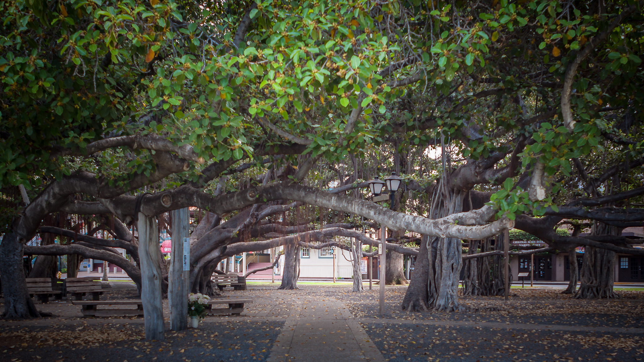 Lahaina reasons, Stay, Maui blog, All about Maui, 2050x1160 HD Desktop