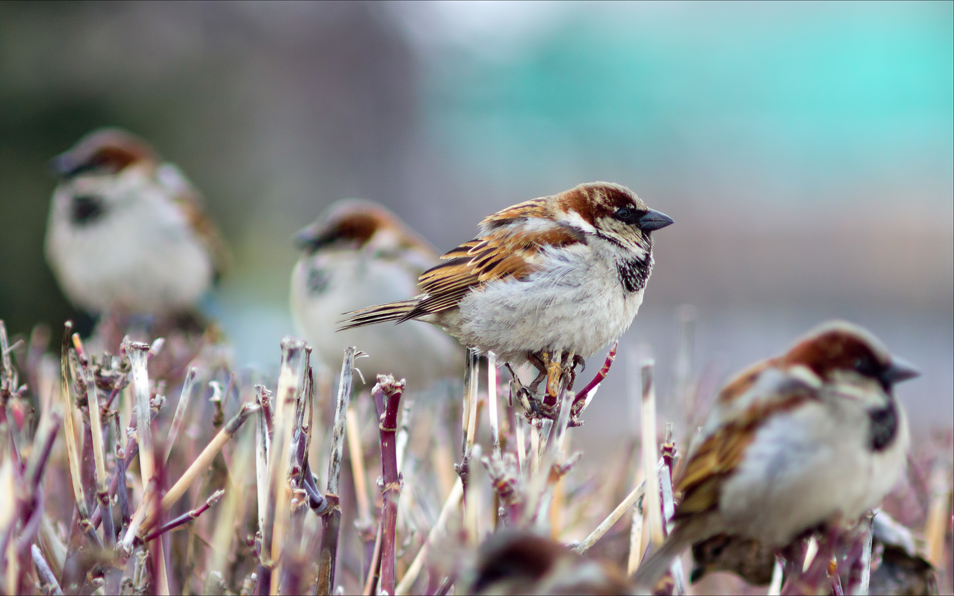 Feathered wallpaper, Aesthetic bird background, Bird-inspired design, Nature aesthetic, 1920x1200 HD Desktop