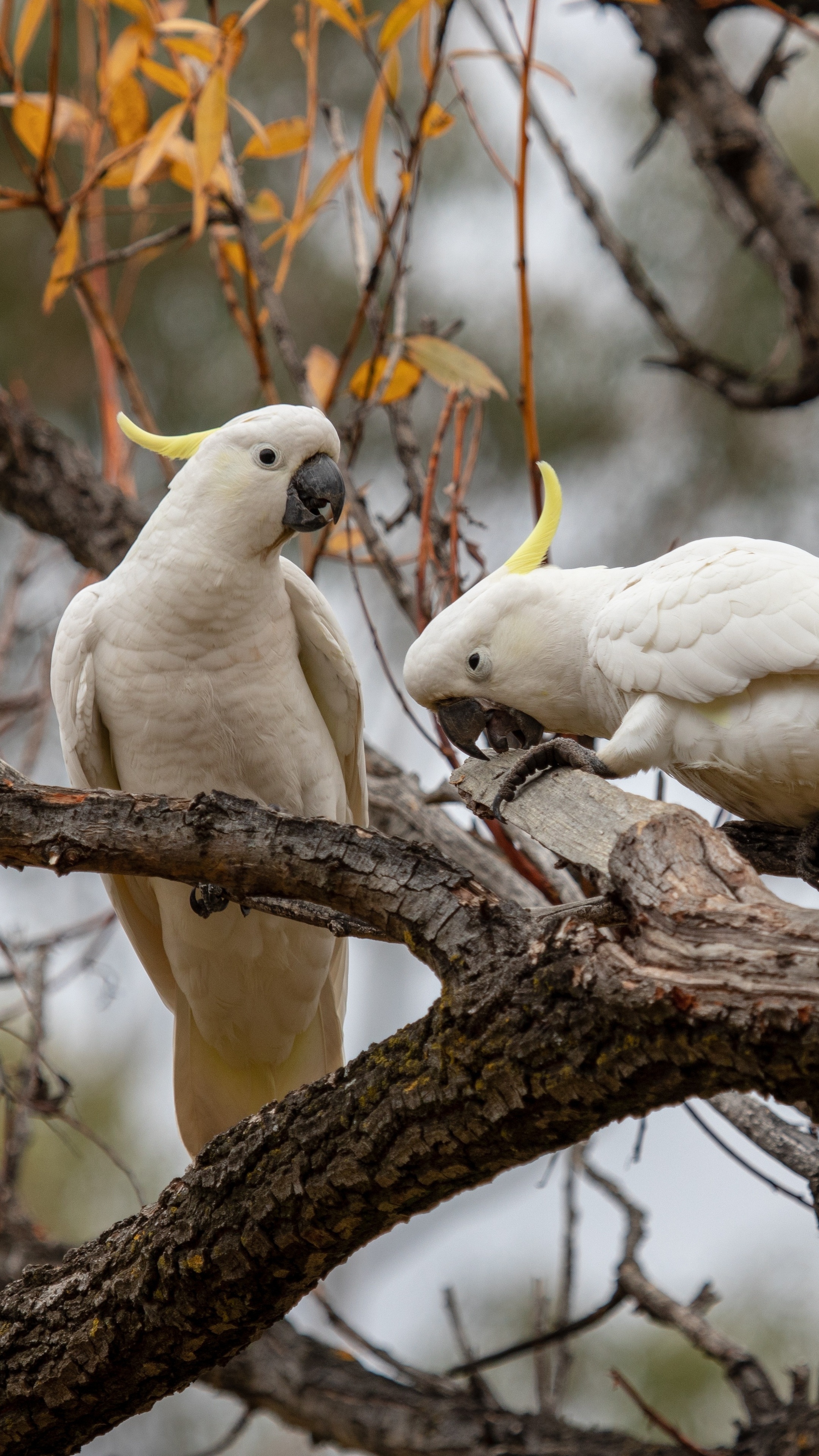 Colorful cockatoo, 5k wallpapers, Sony Xperia background, 2160x3840 4K Phone