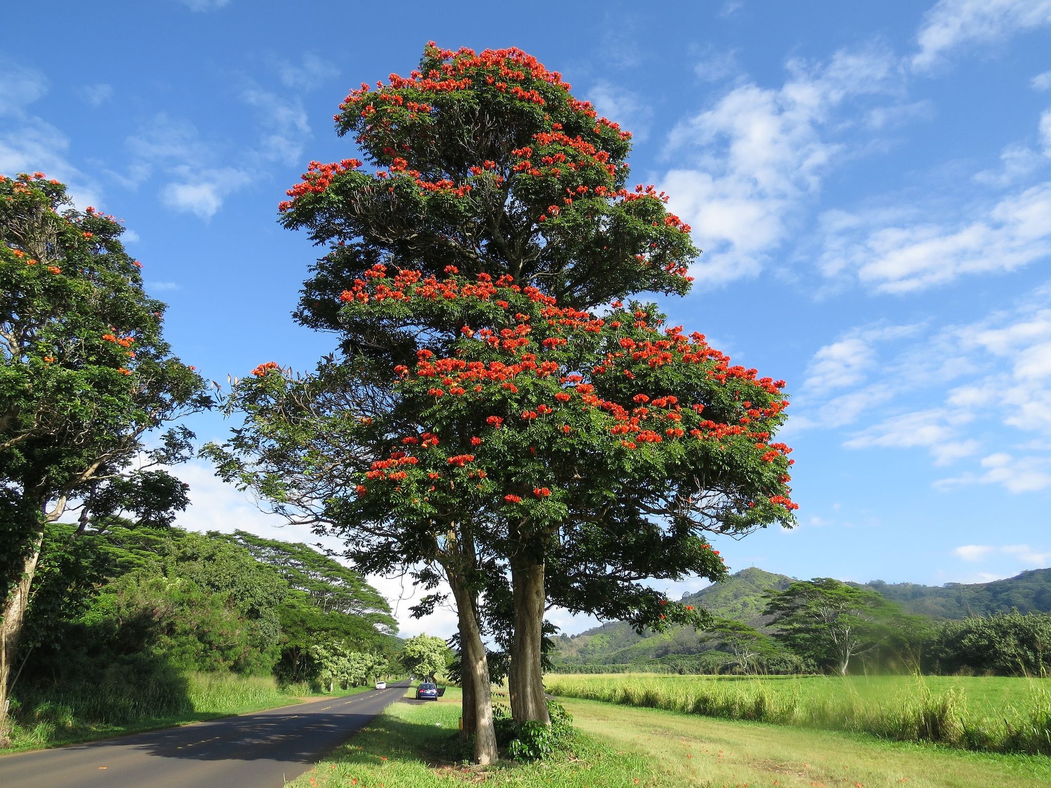 African Tulip Tree, Fountain Tree, Unique Trees, Indoor Flowering Plants, 2050x1540 HD Desktop