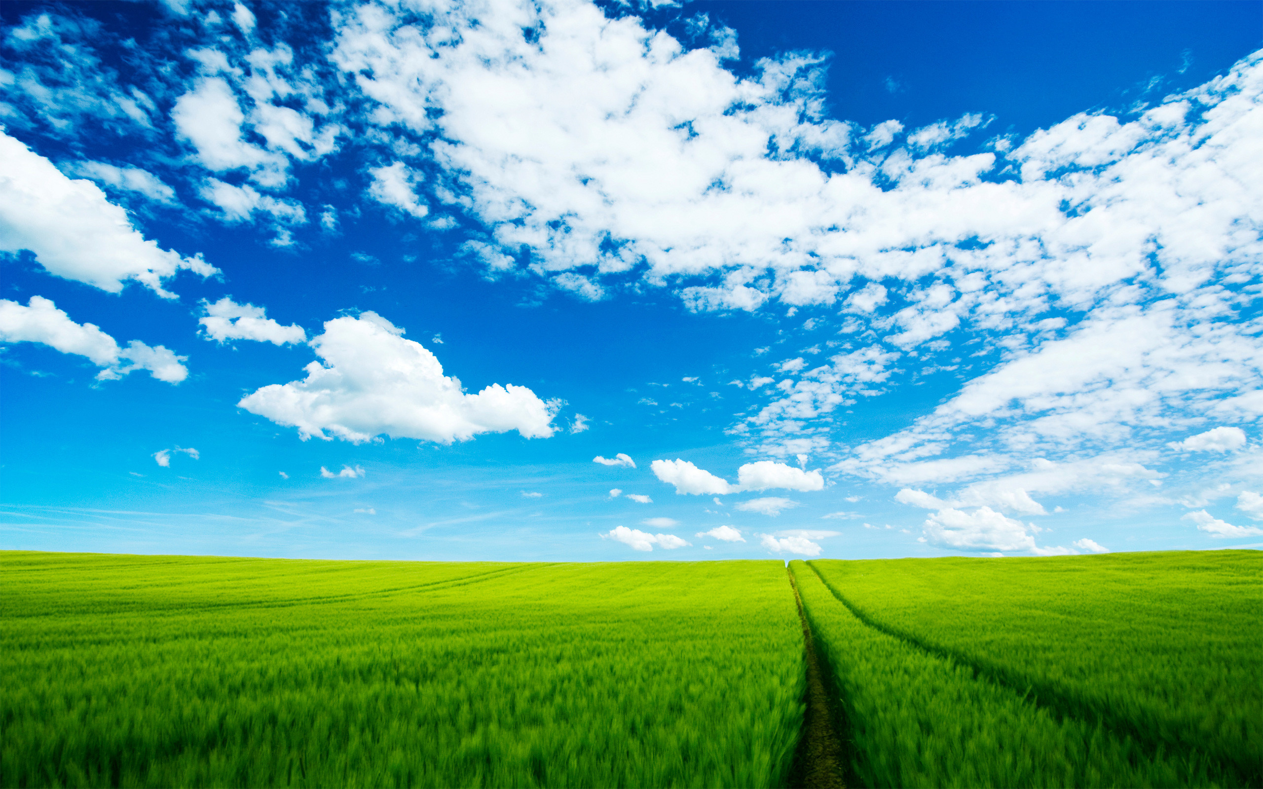green wheat field, tractor tire tracks, bright cumulus clouds, HD Desktop wallpaper