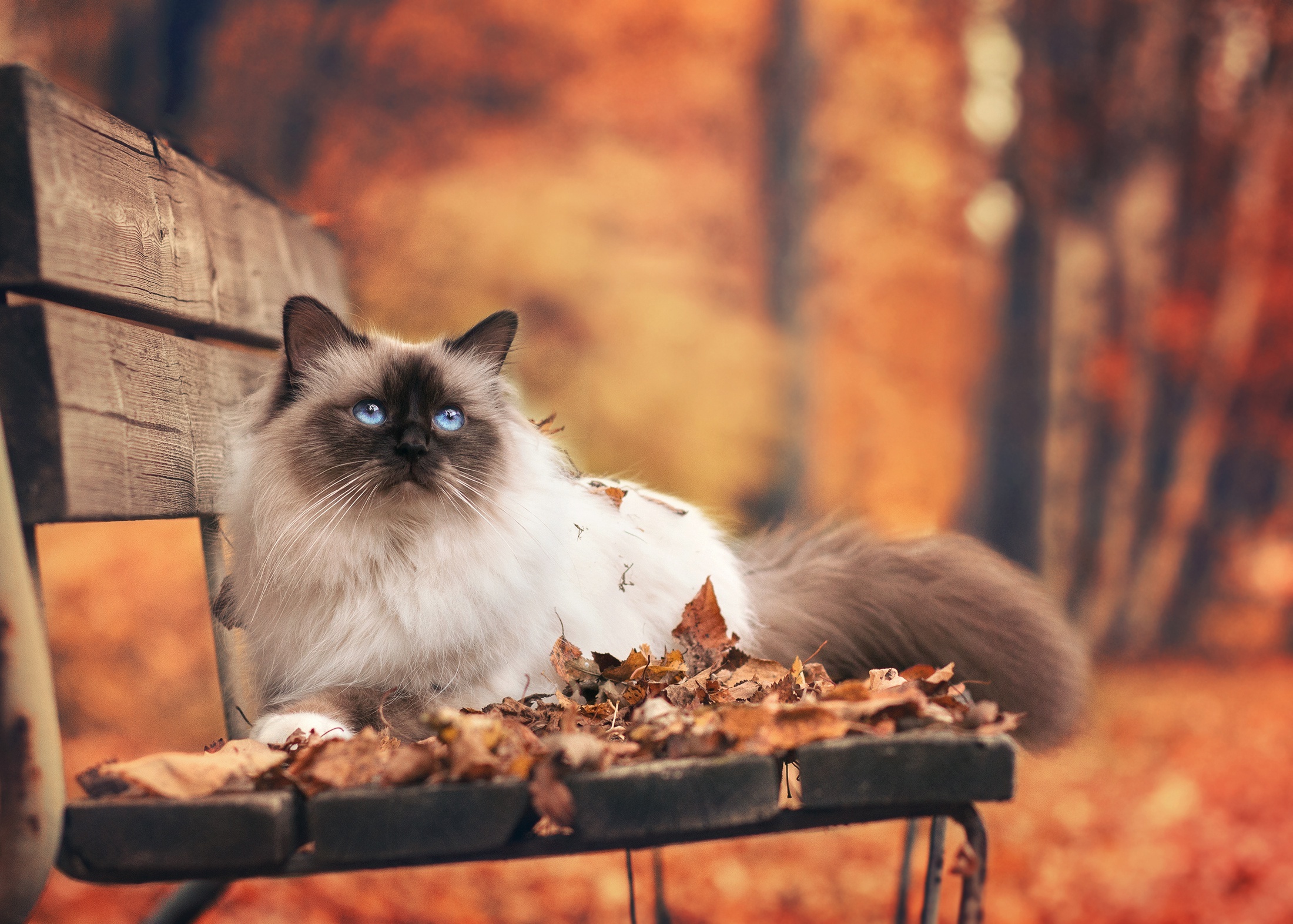 Birman cat, Himalayan breed, Cute feline, Widescreen wallpapers, 2200x1580 HD Desktop