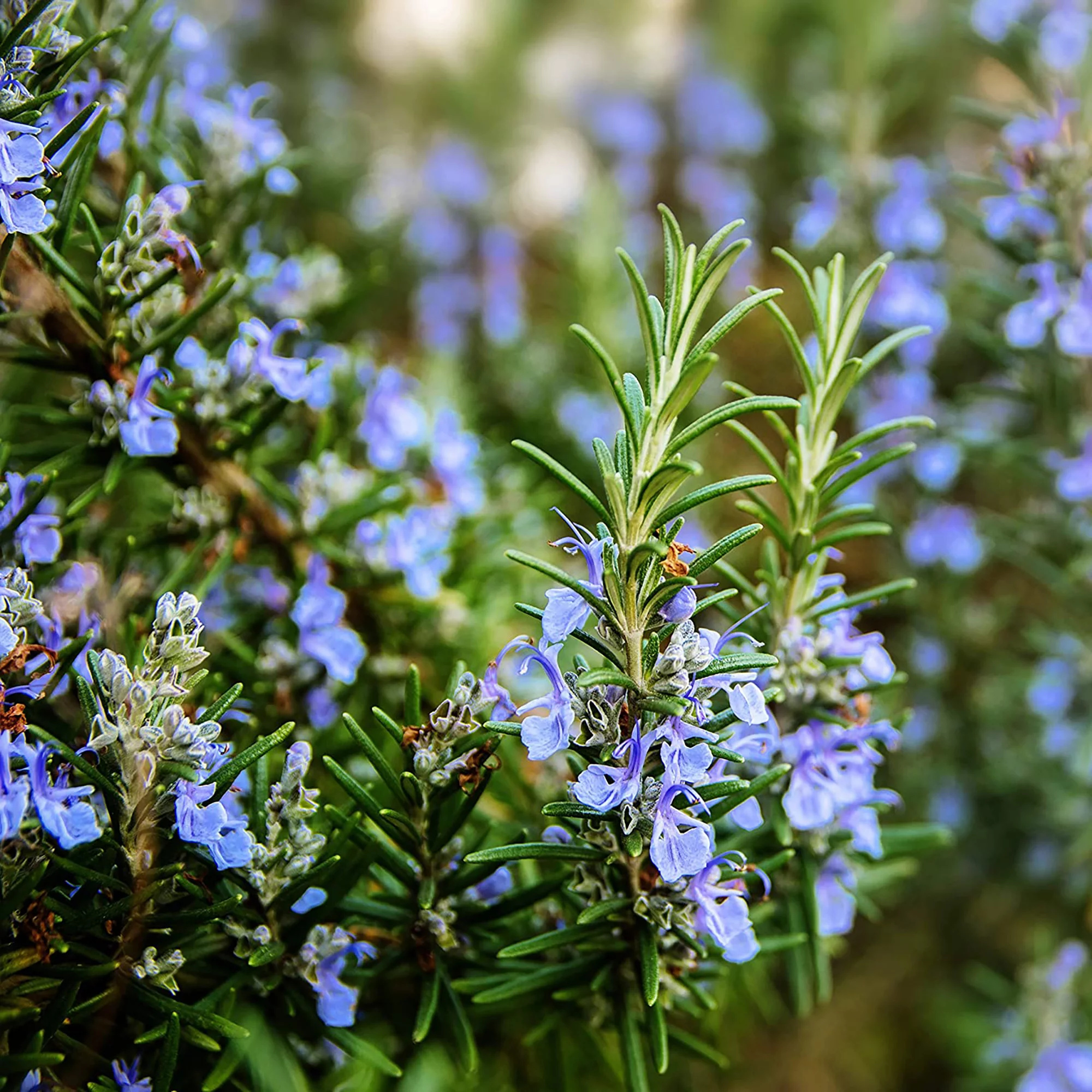 Common rosemary, Great gift, Quart pot, Outdoors, 2000x2000 HD Phone