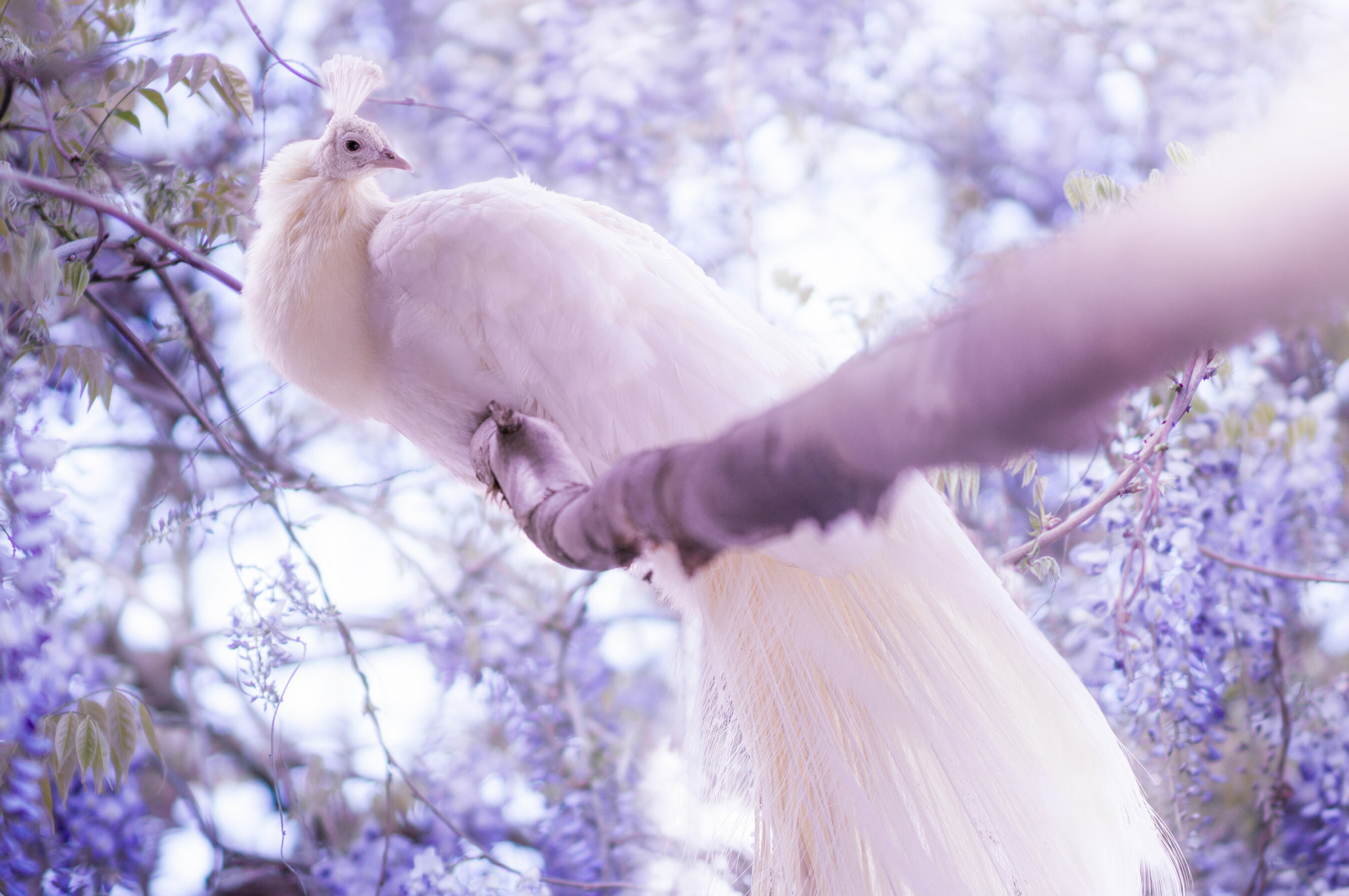 White, Peacocks Wallpaper, 3010x2000 HD Desktop
