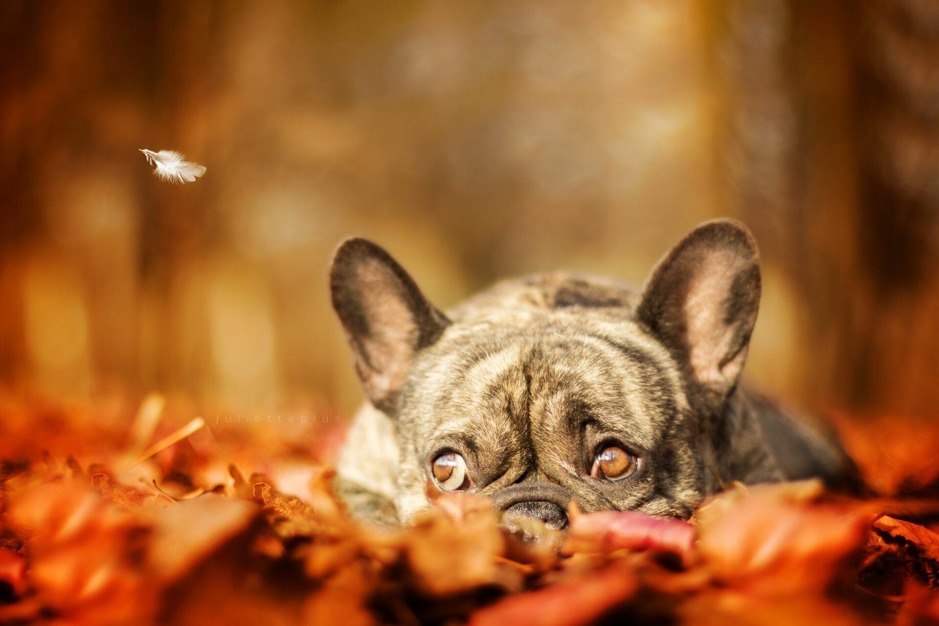 French Bulldog, Autumn scenery, Dogs in nature, Bulldog artwork, 1920x1280 HD Desktop