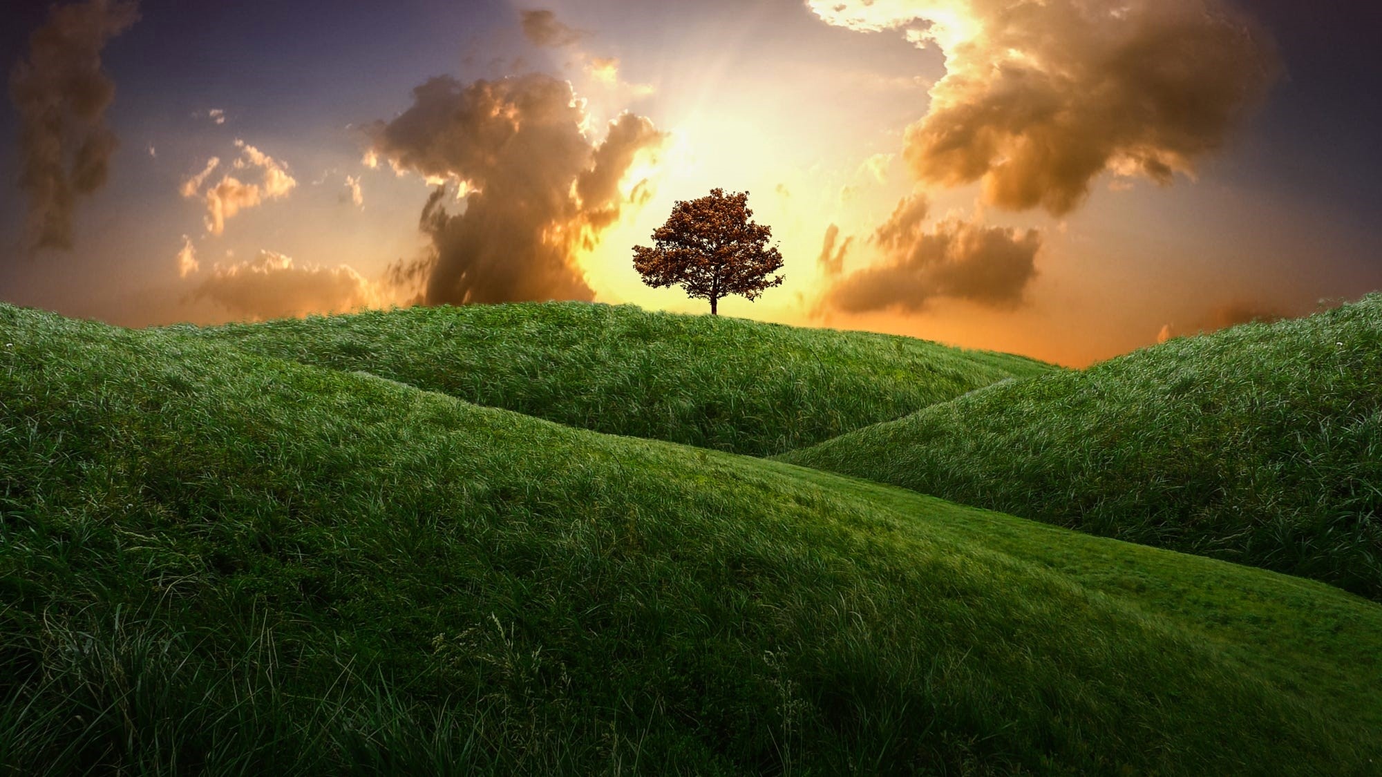 Cloudy sunset, Solitary tree, Verdant hills, Captivating beauty, 2000x1130 HD Desktop