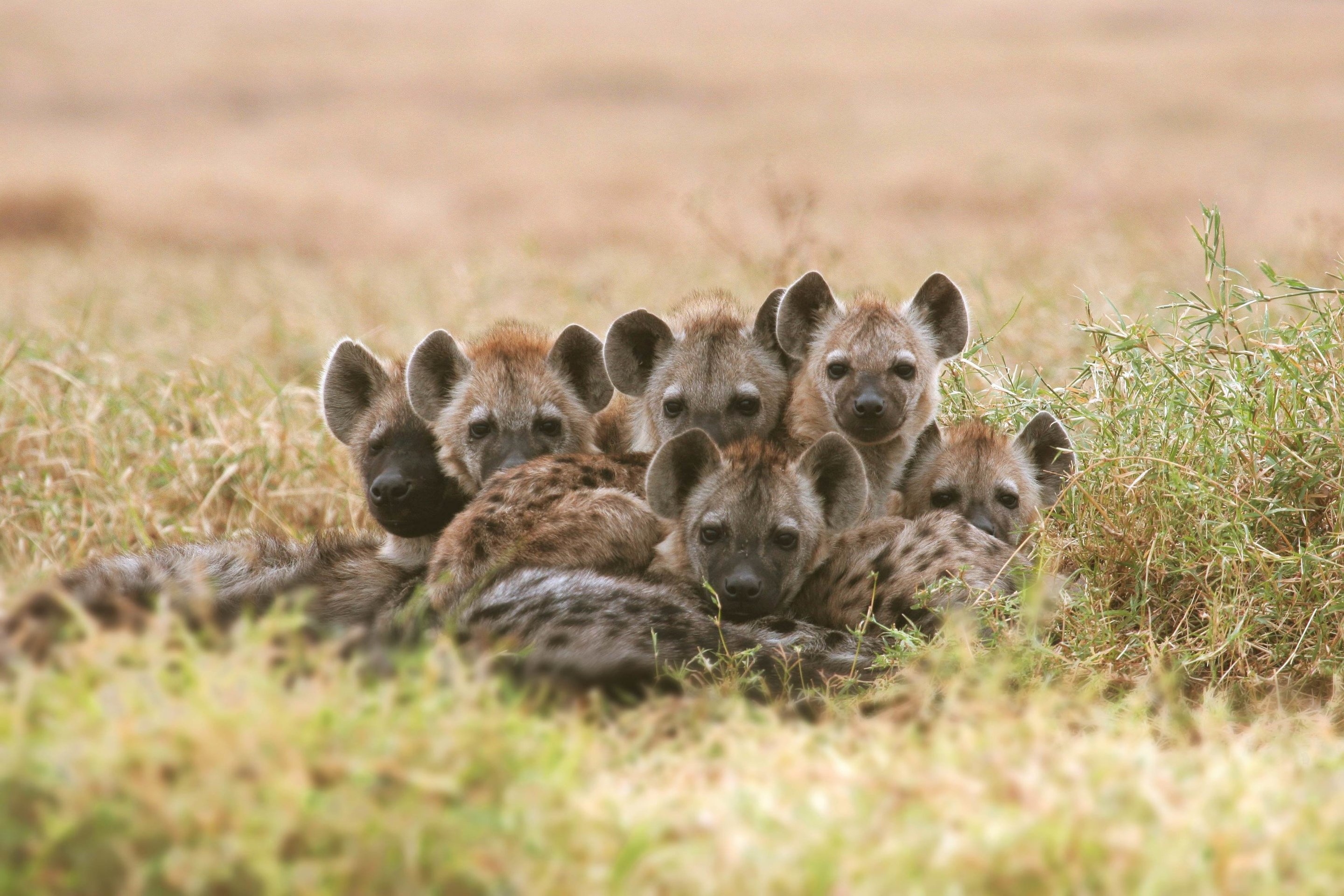 Hyena, Slow recovery, Disease epidemic, Population dynamics, 2880x1920 HD Desktop