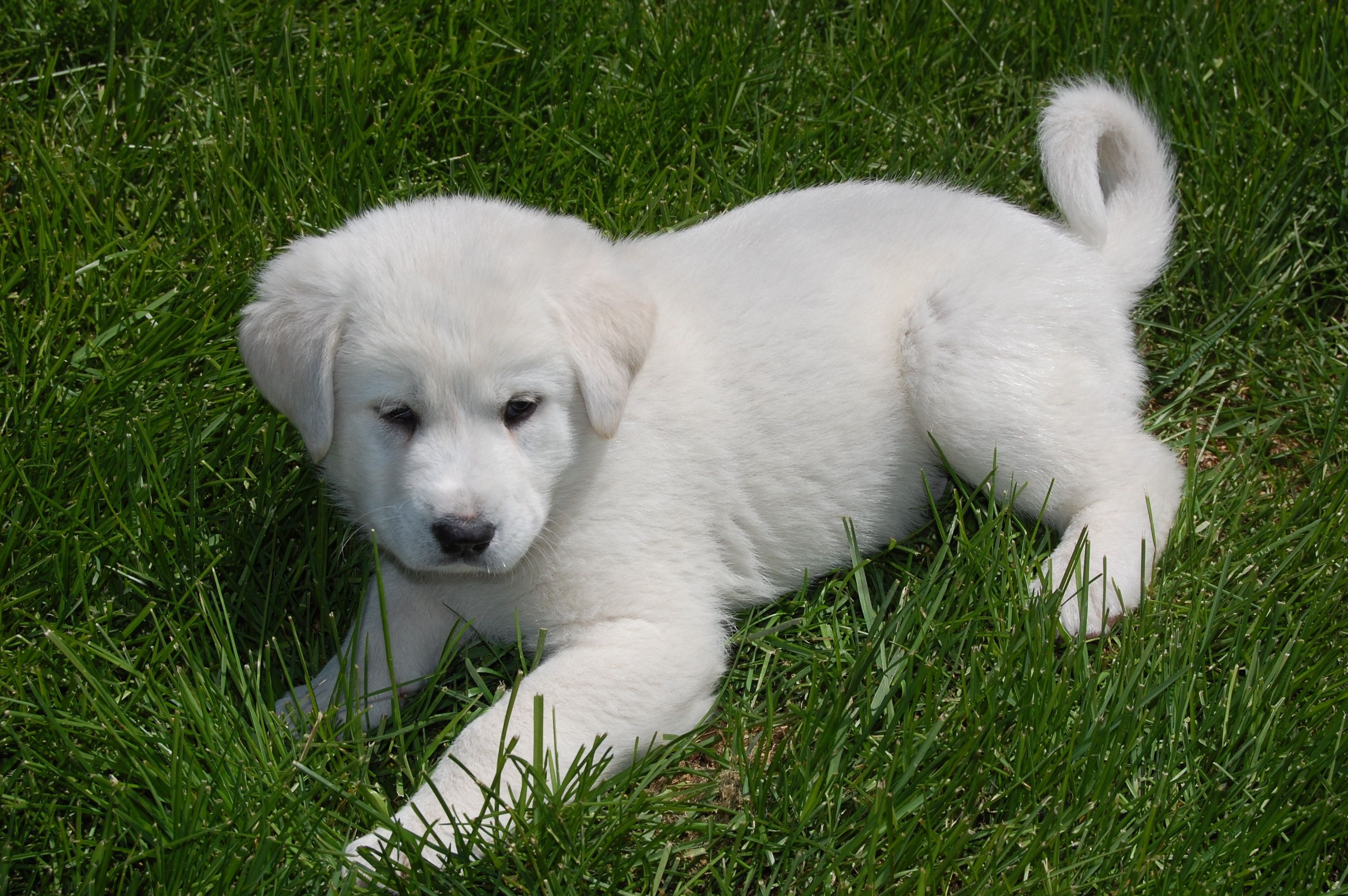 Akbash Dog, Akbash maremma dog, Turkish shepherd, 3010x2000 HD Desktop