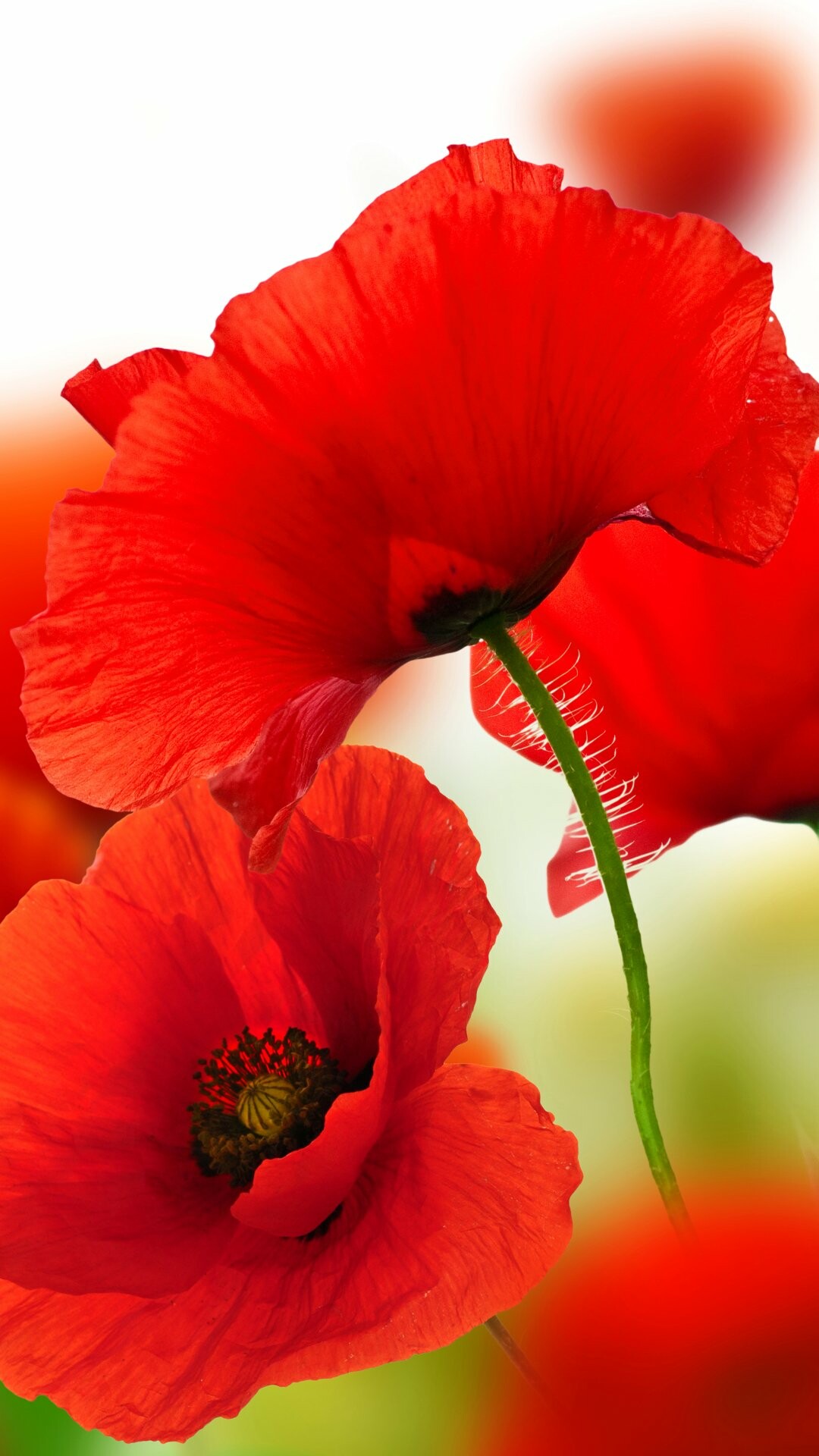 Earth's floral marvel, Majestic poppy, Blooming wildflower, Captivating petals, 1080x1920 Full HD Phone