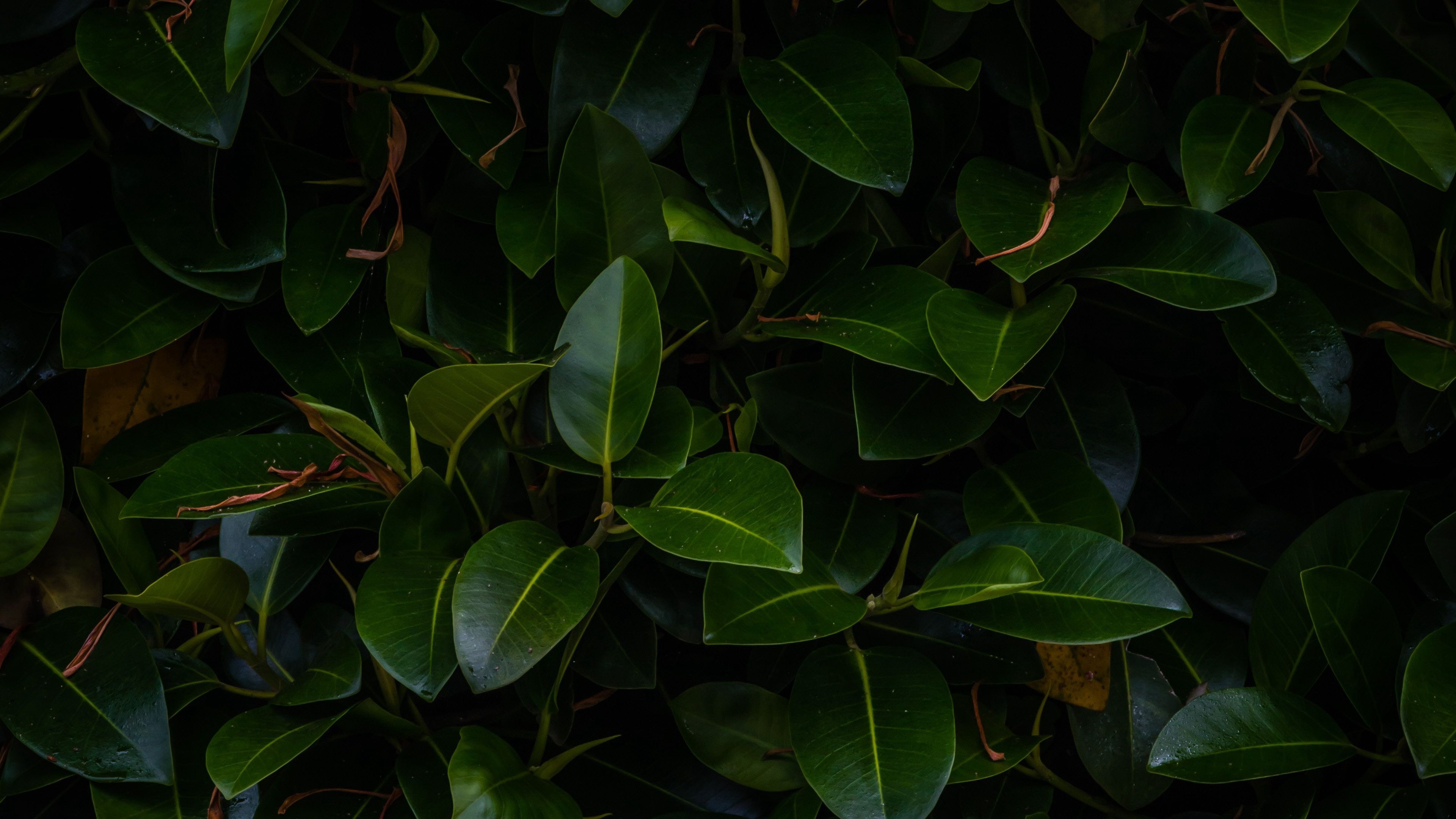 Green Leaf, Leaves plant, Dark green wallpaper, Leaves wallpaper iPhone, 3840x2160 4K Desktop