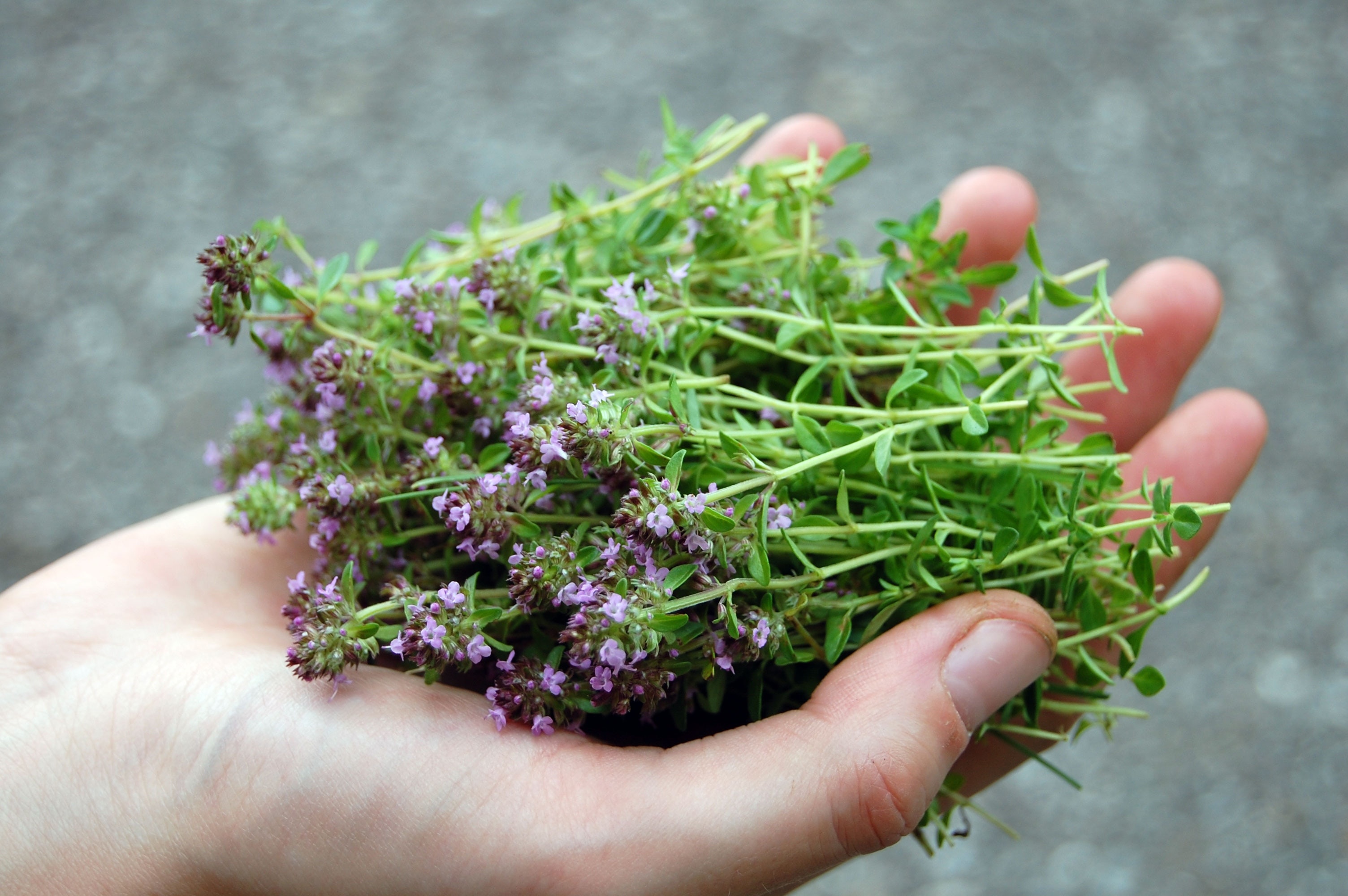 Wilder oregano, Herb knowledge, Mountain adventures, Bergwelten, 3010x2000 HD Desktop