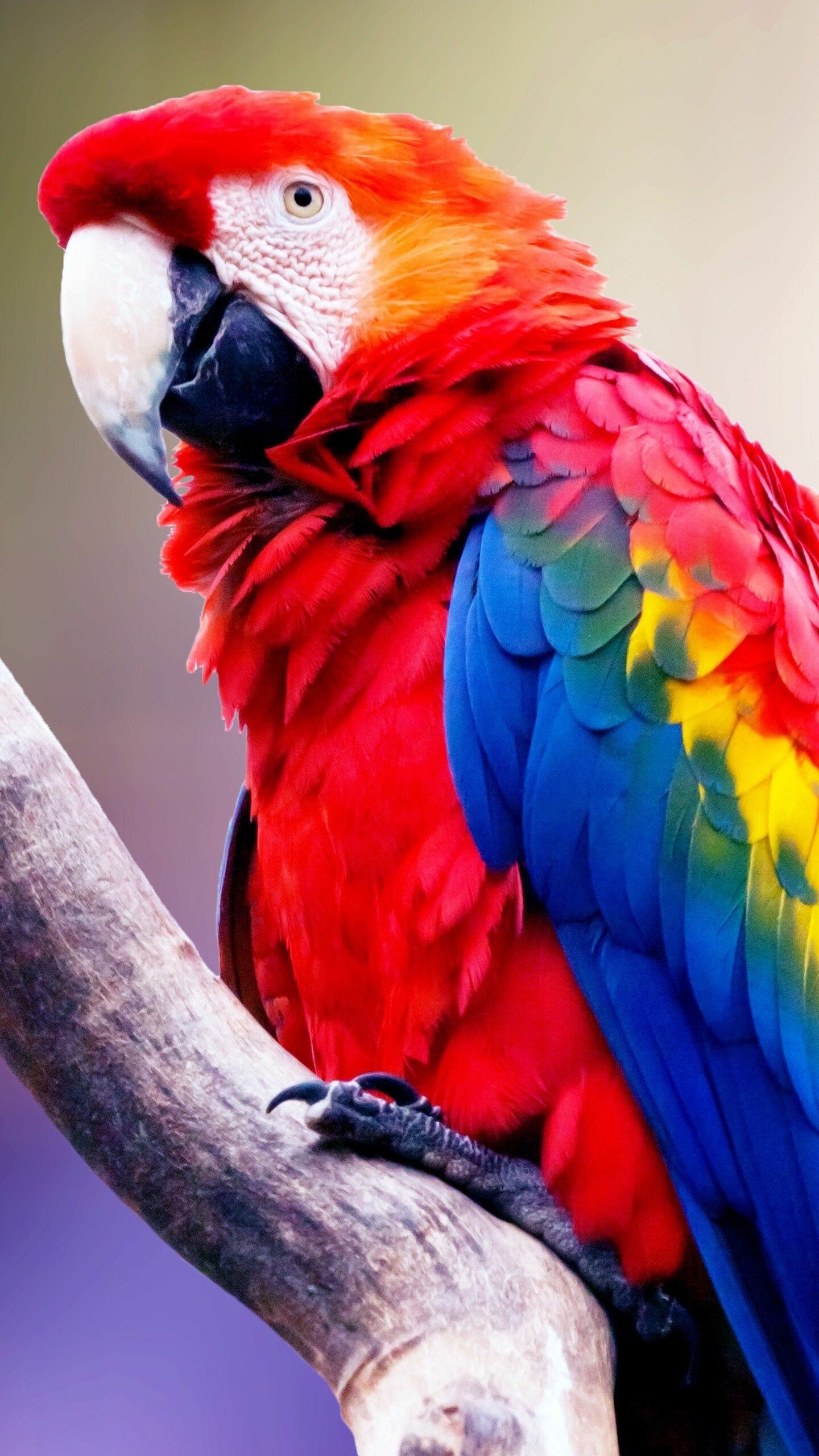 Colorful parrot feathers, Tropical bird species, Exotic wildlife, Vibrant plumage, 1440x2560 HD Phone