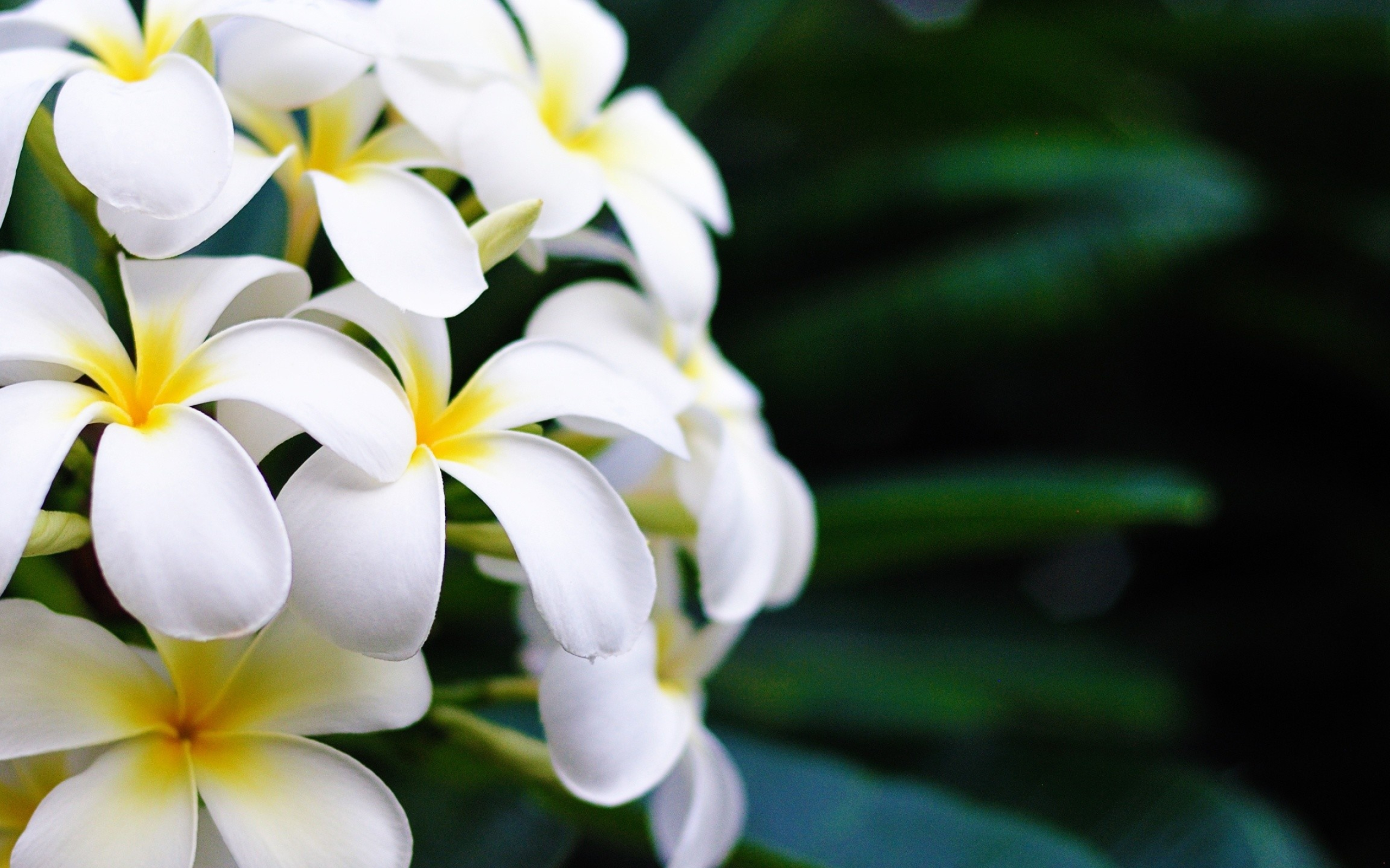 Plumeria obtusa, Hawaiian Flower Wallpaper, 2560x1600 HD Desktop