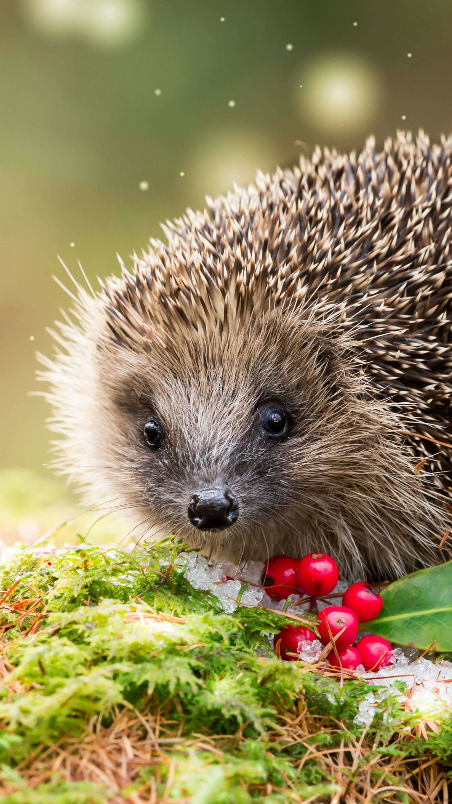 Winter wonderland, Snow-covered hedgehog, Animal in snow, Tranquil snowy scene, 1440x2560 HD Phone