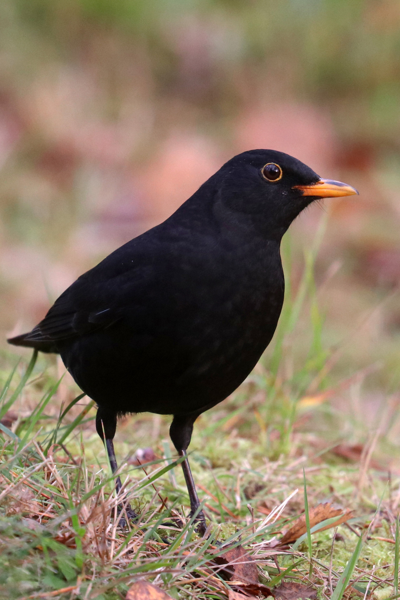 Common Blackbird, Michael Nordeman photography, Blackbirdkoltrast, Bird species, 1280x1920 HD Phone