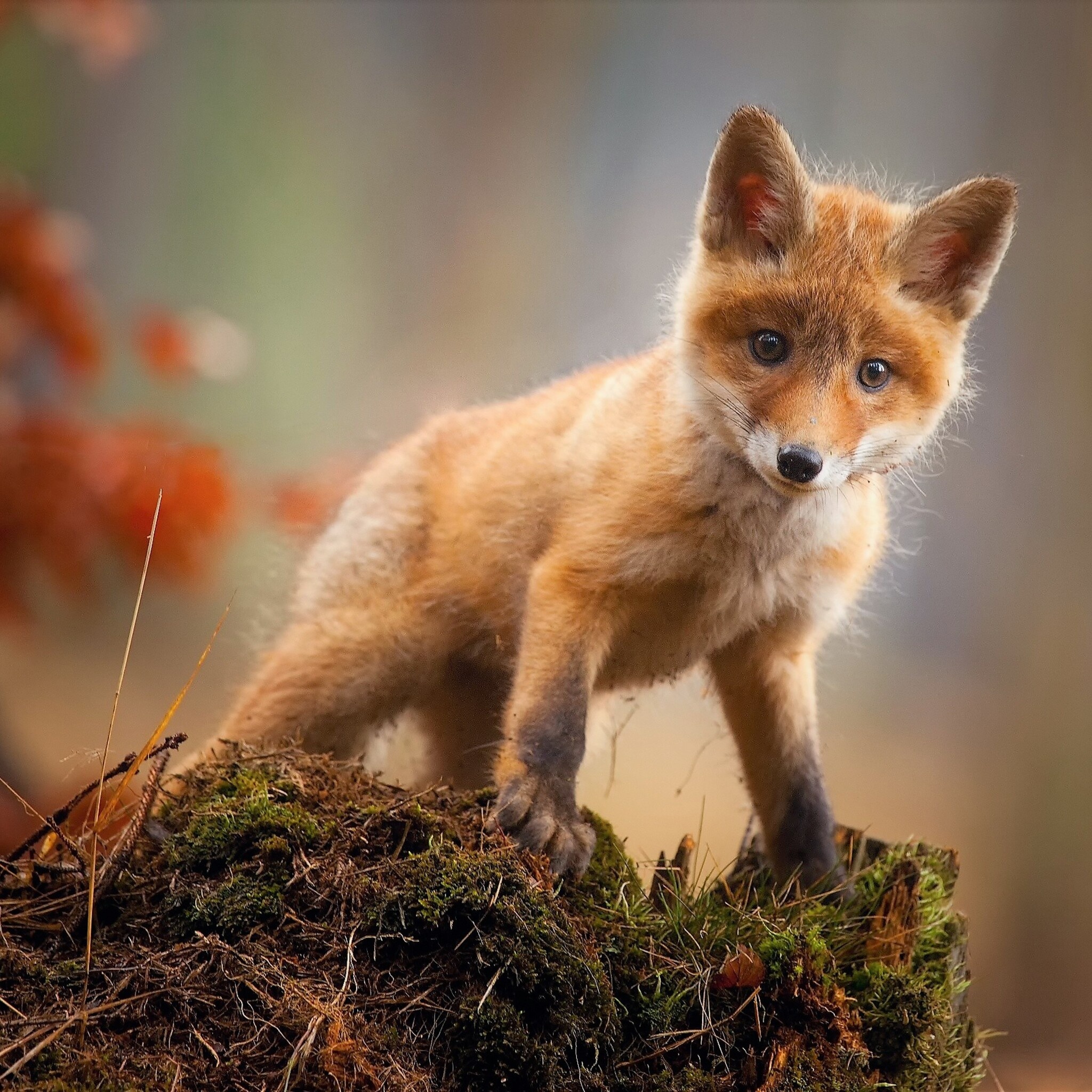 Red fox cub, Mossy tree stump, Blurred forest background, HD Phone wallpaper