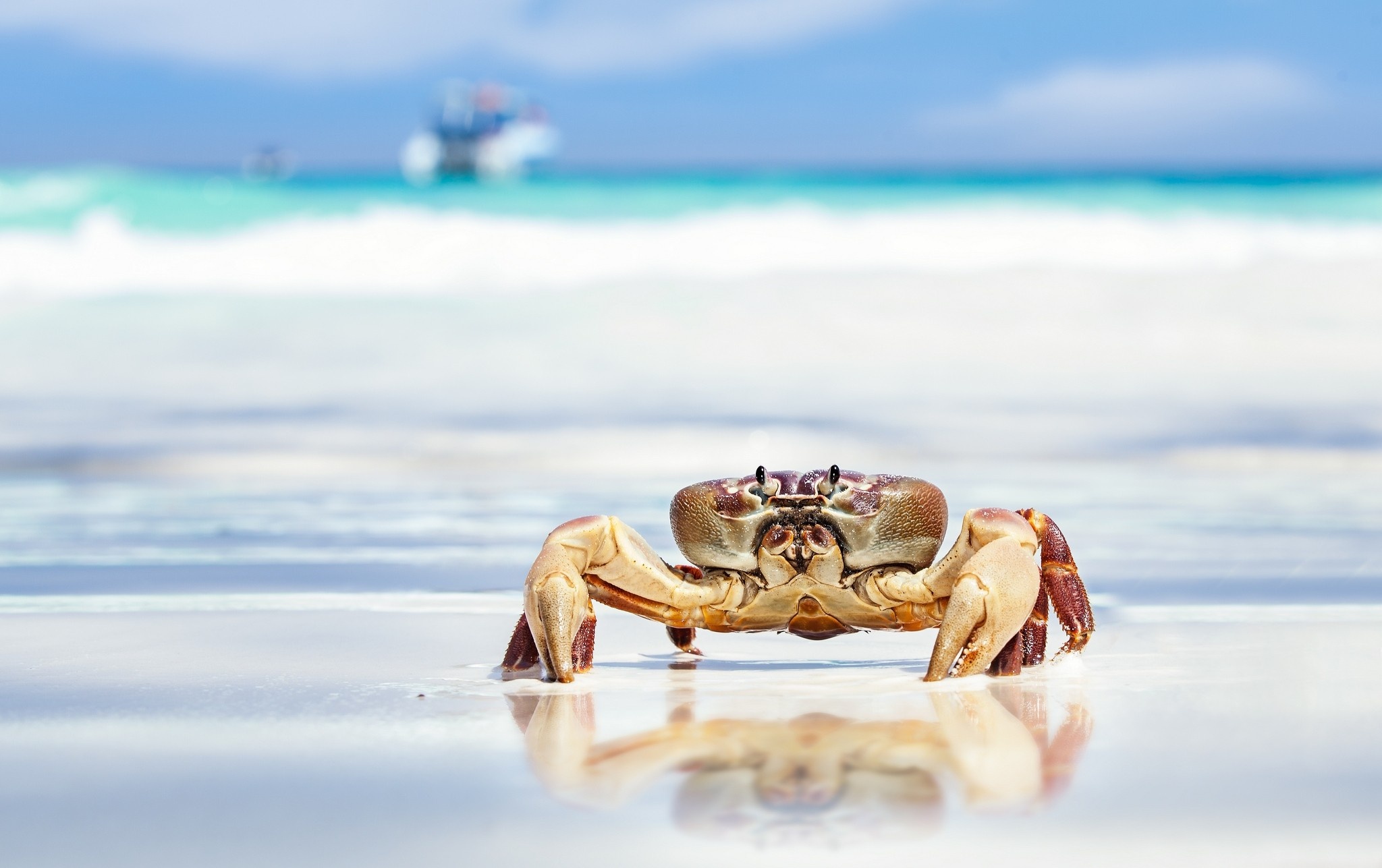 Sea crab wallpaper, Aesthetically pleasing, Underwater beauty, Wallpaper perfection, 2050x1290 HD Desktop