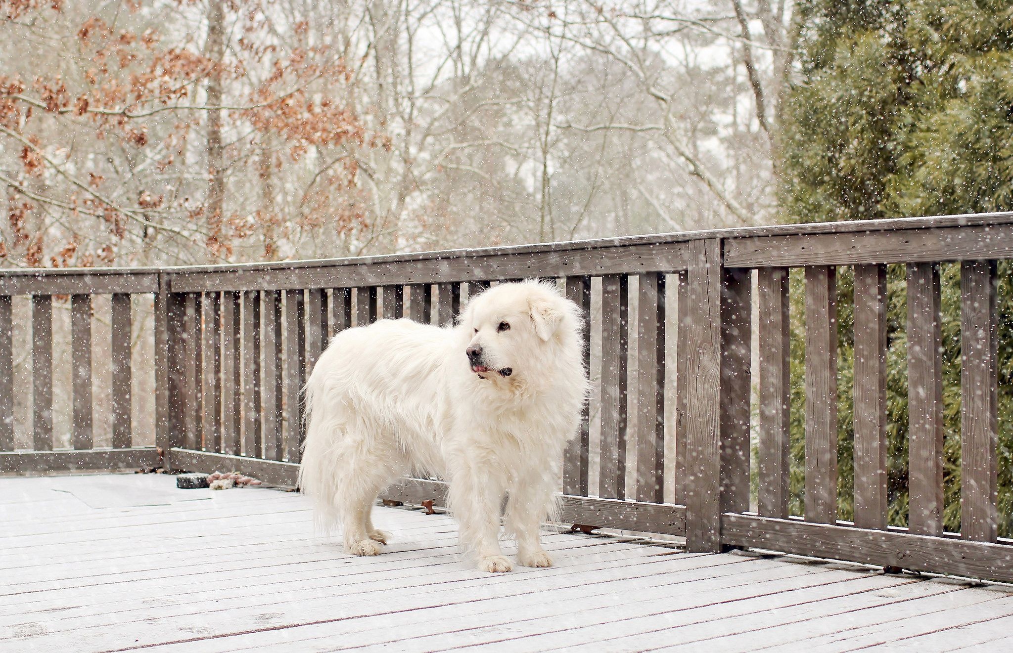 Great pyrenees, Nature, Outdoors, Happy dog, 2050x1330 HD Desktop