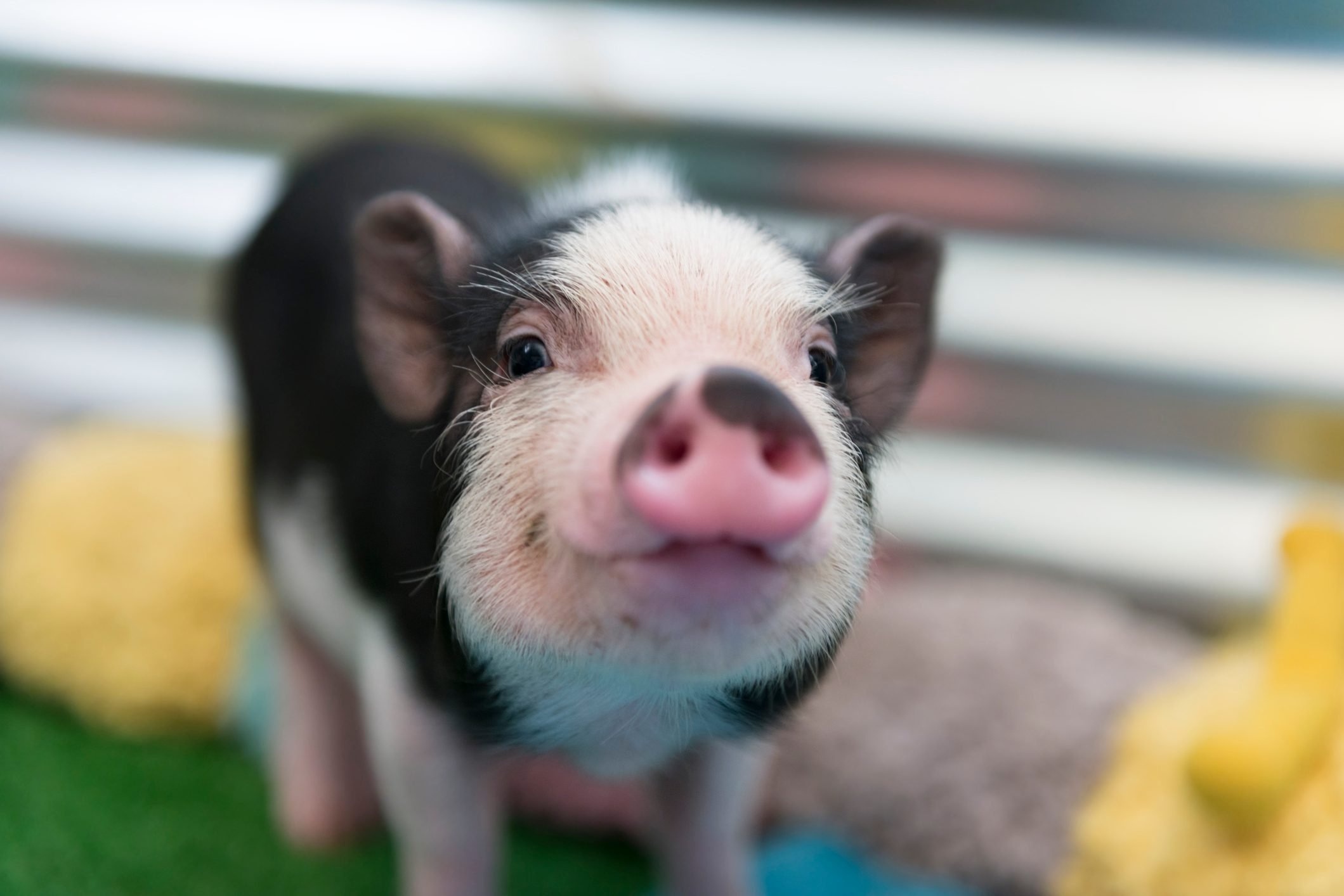 Cute pig pictures, Heartwarming farm cuteness, Playful snouts, Smiling oinks, 2120x1420 HD Desktop