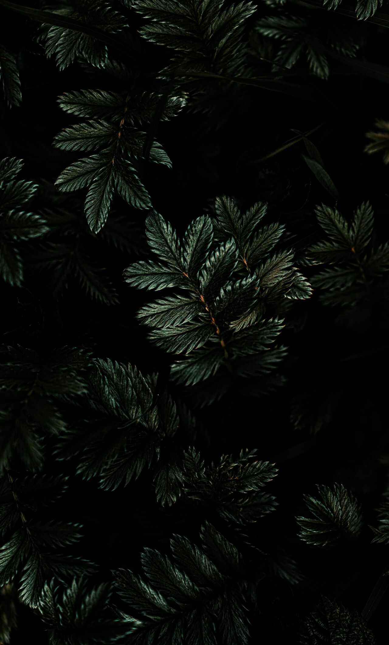 Dark leaf, Wallpapers, Nature, Black, 1280x2120 HD Phone