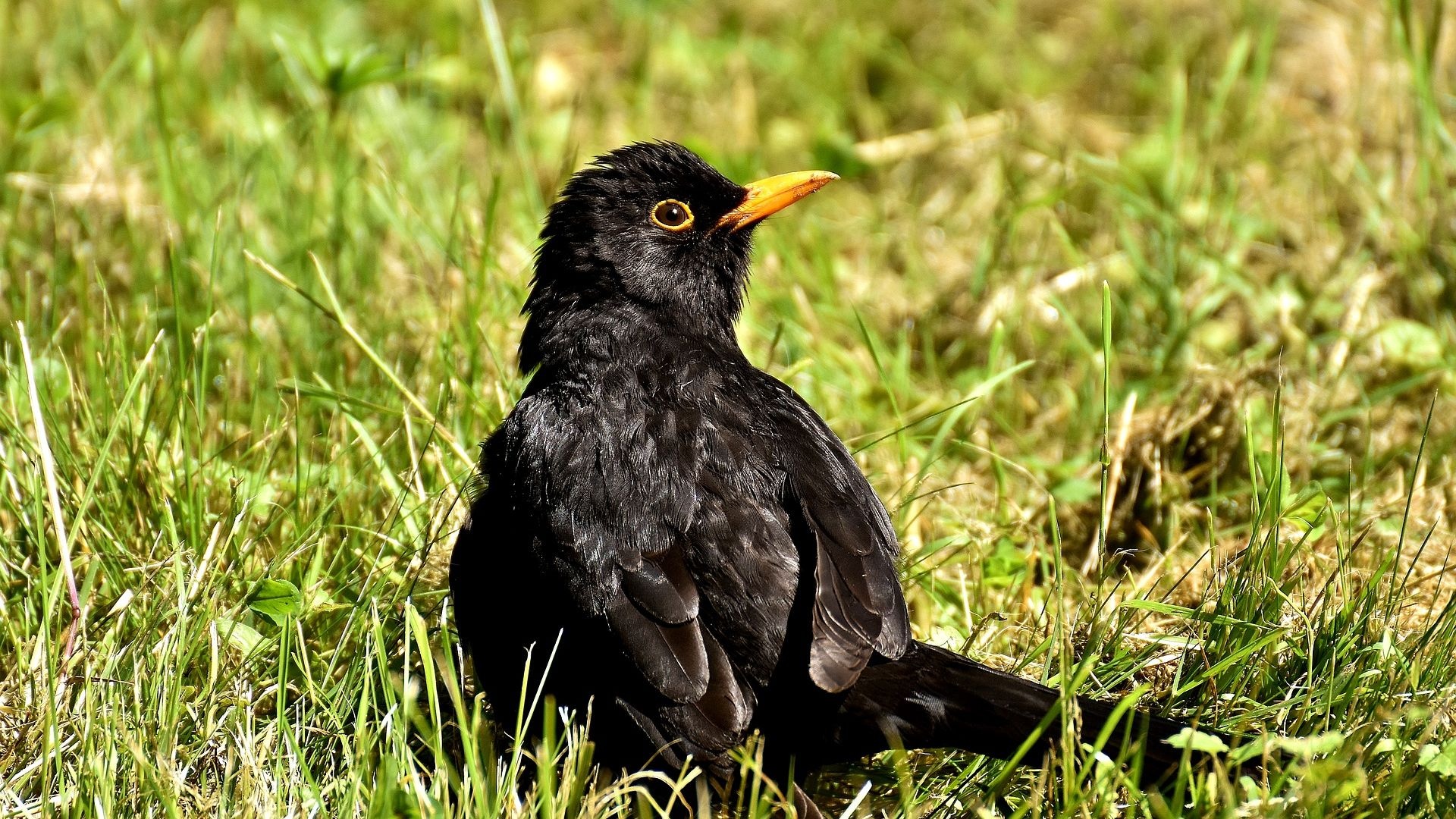 Common Blackbird, Songbird on grass, HD wallpaper, Desktop background, 1920x1080 Full HD Desktop