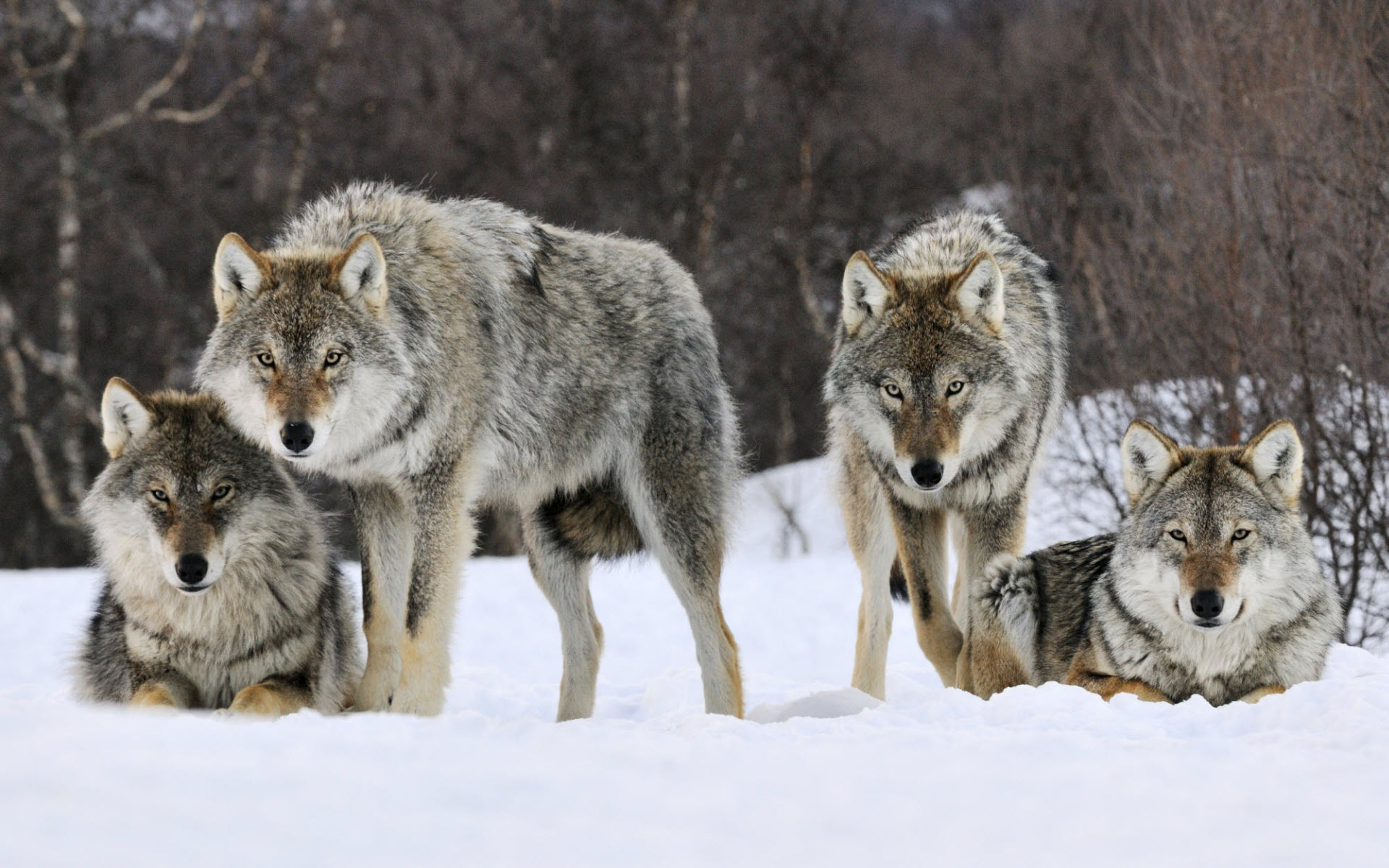 Gray Wolf, Winter wallpaper, Family gray wolves, Desktop mobile, 1920x1200 HD Desktop