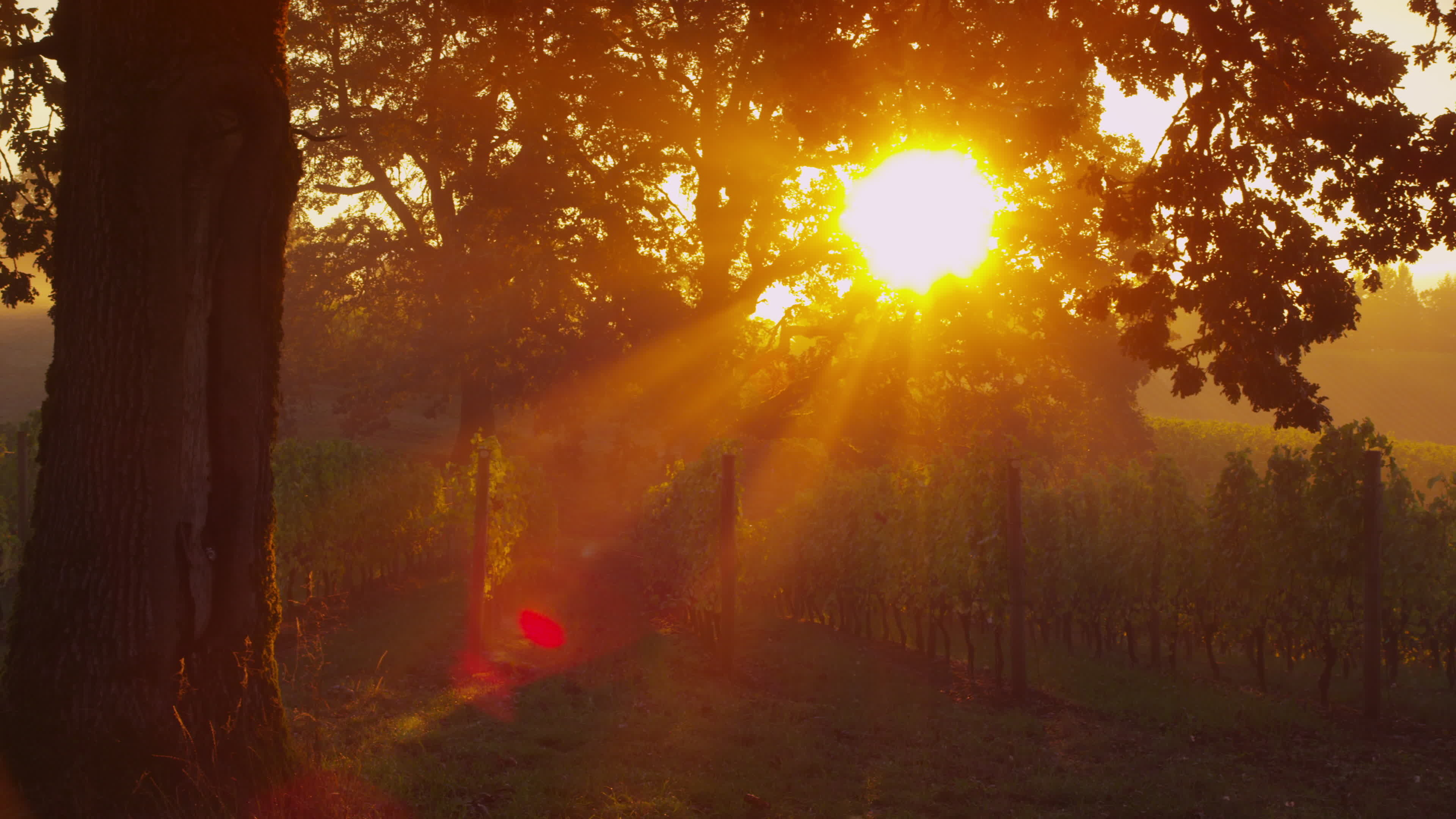 Sunlit oak tree in vineyard, Sunrise beauty, 4K UHD resolution, Serene ambiance, 3840x2160 4K Desktop