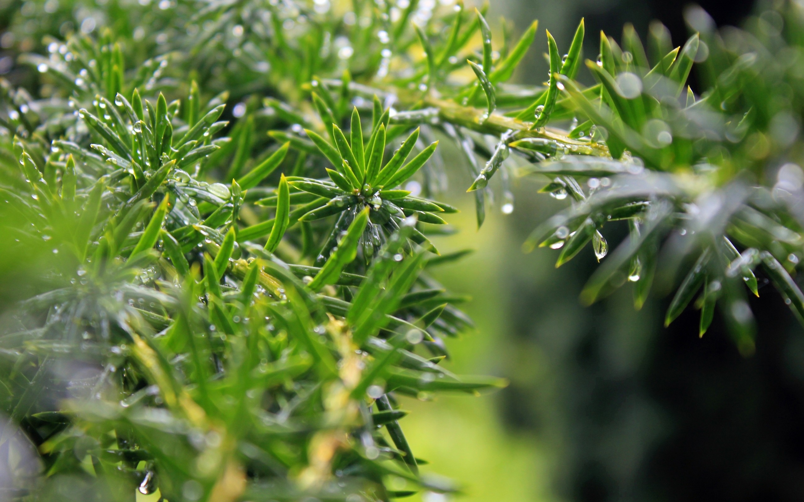 Branch, Rosemary (Herb) Wallpaper, 2560x1600 HD Desktop