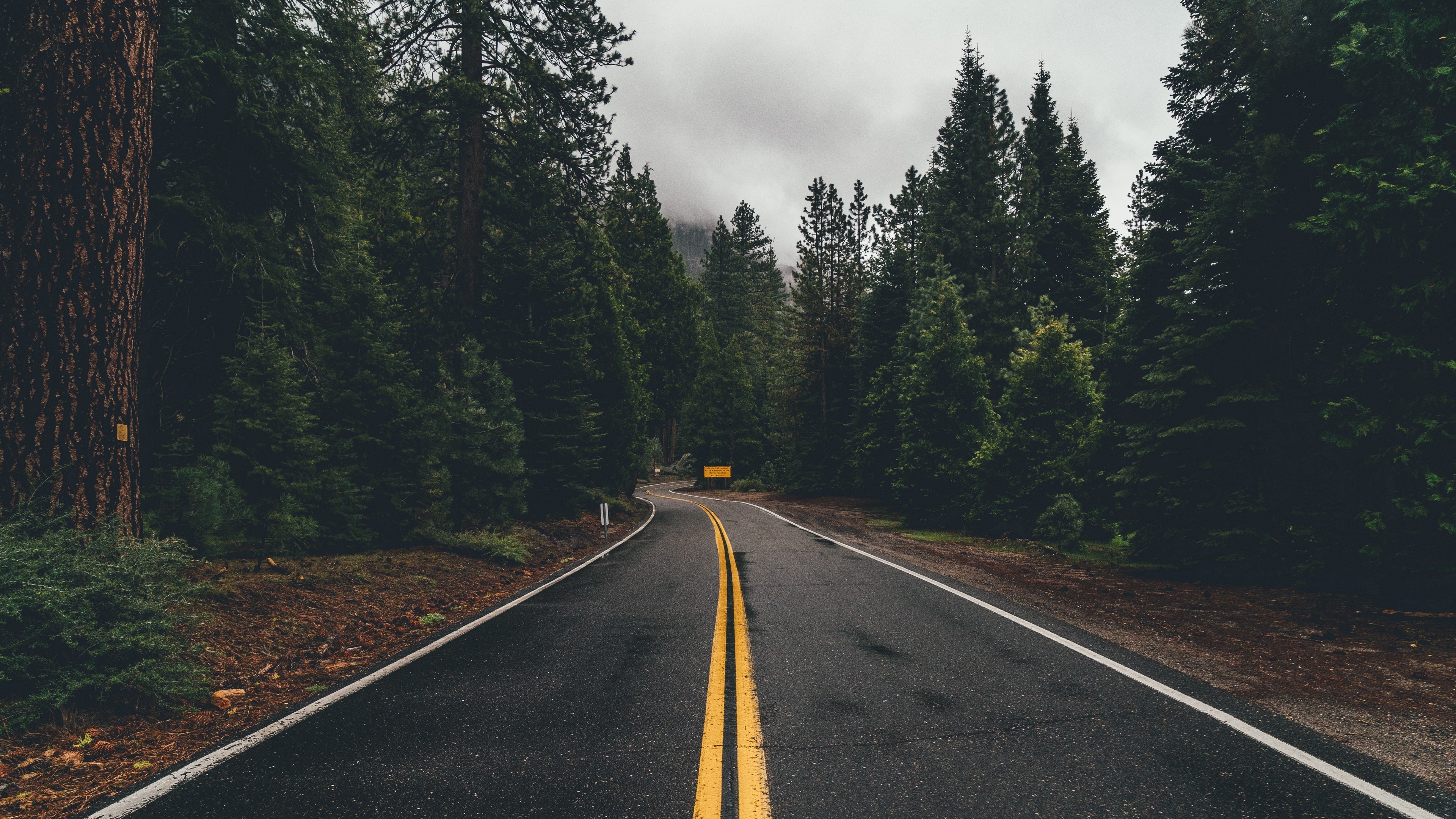 wet asphalt forest road, dense coniferous pine trees, double yellow centerline, 4K Desktop wallpaper