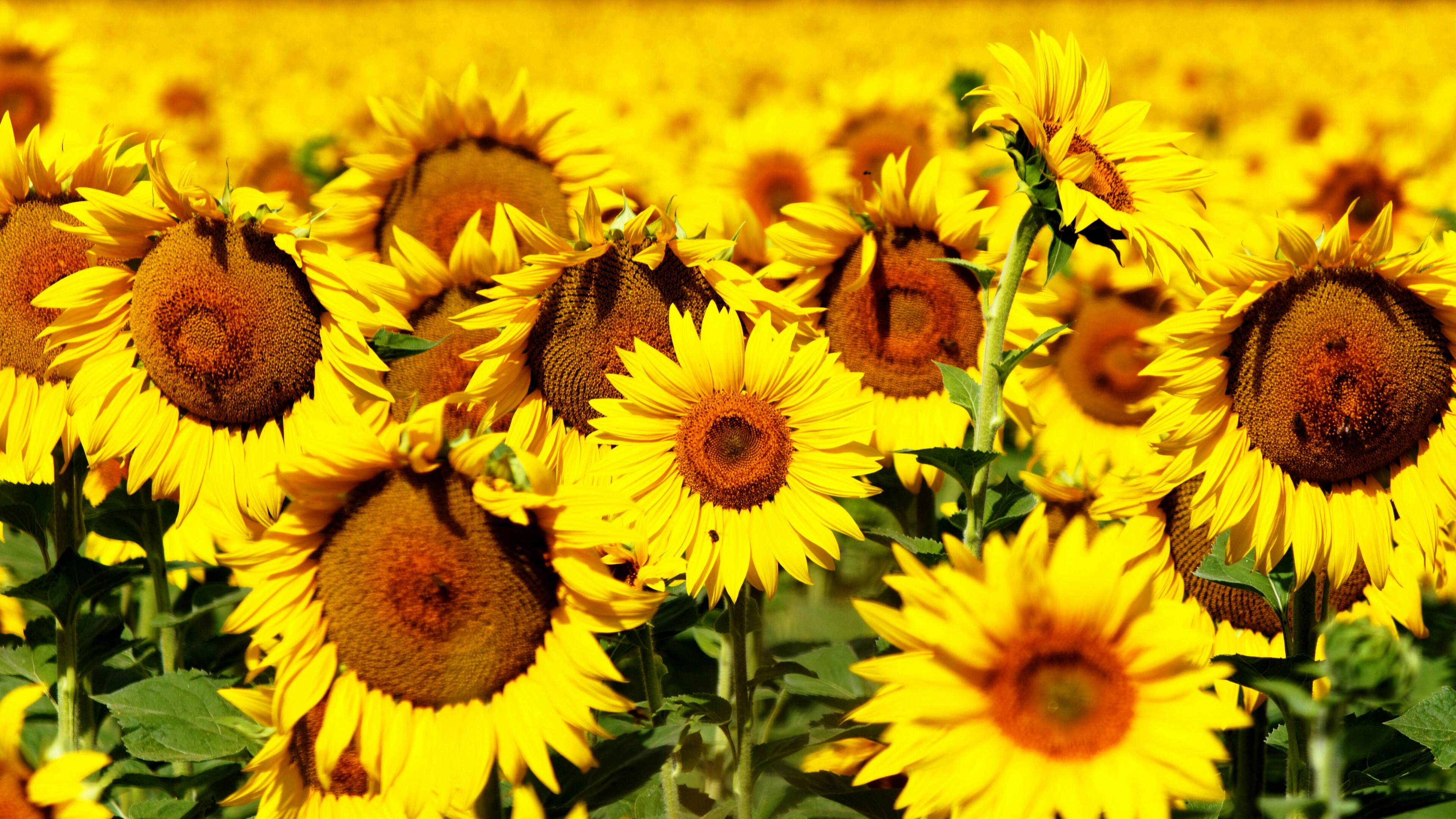 Sunflowers in a field, Breathtaking scenery, Vibrant yellow flowers, Nature's beauty, 3840x2160 4K Desktop