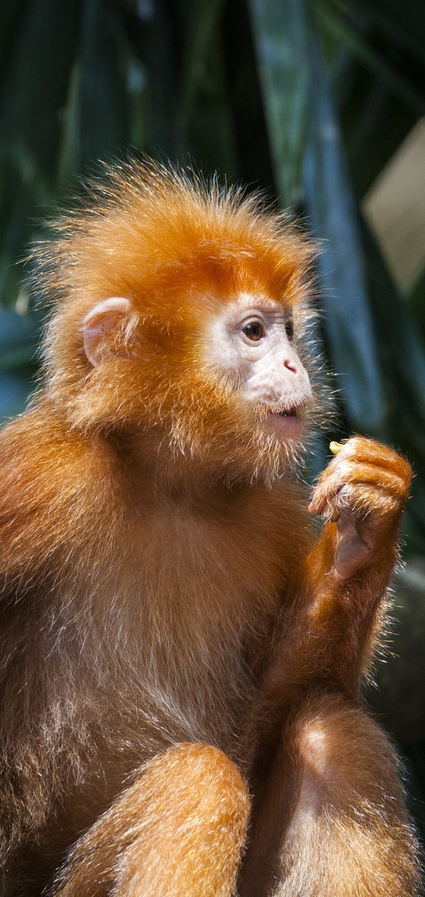 Monkey, animal kingdom, playful creatures, nature lovers, 1440x3040 HD Phone