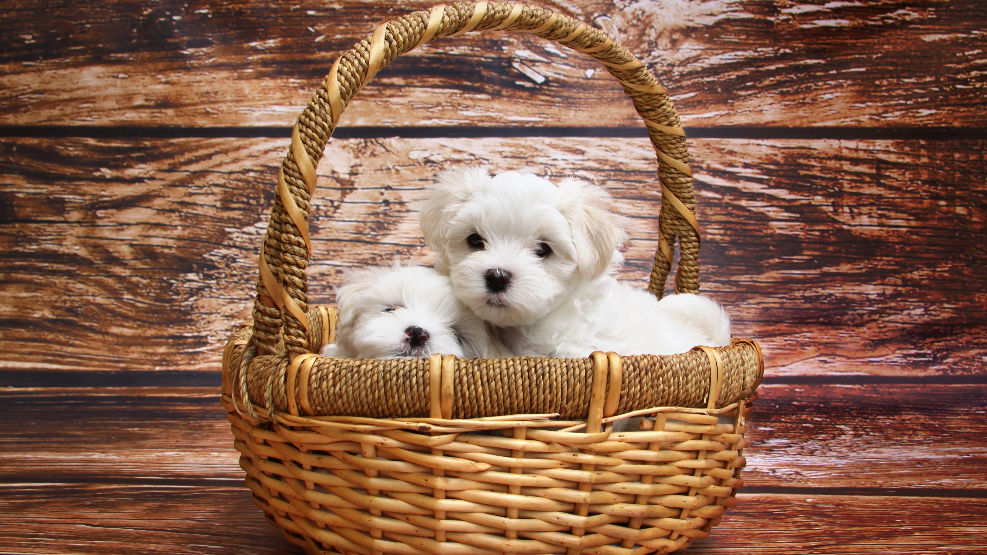 Basket, Bolognese Dog Wallpaper, 3840x2160 4K Desktop