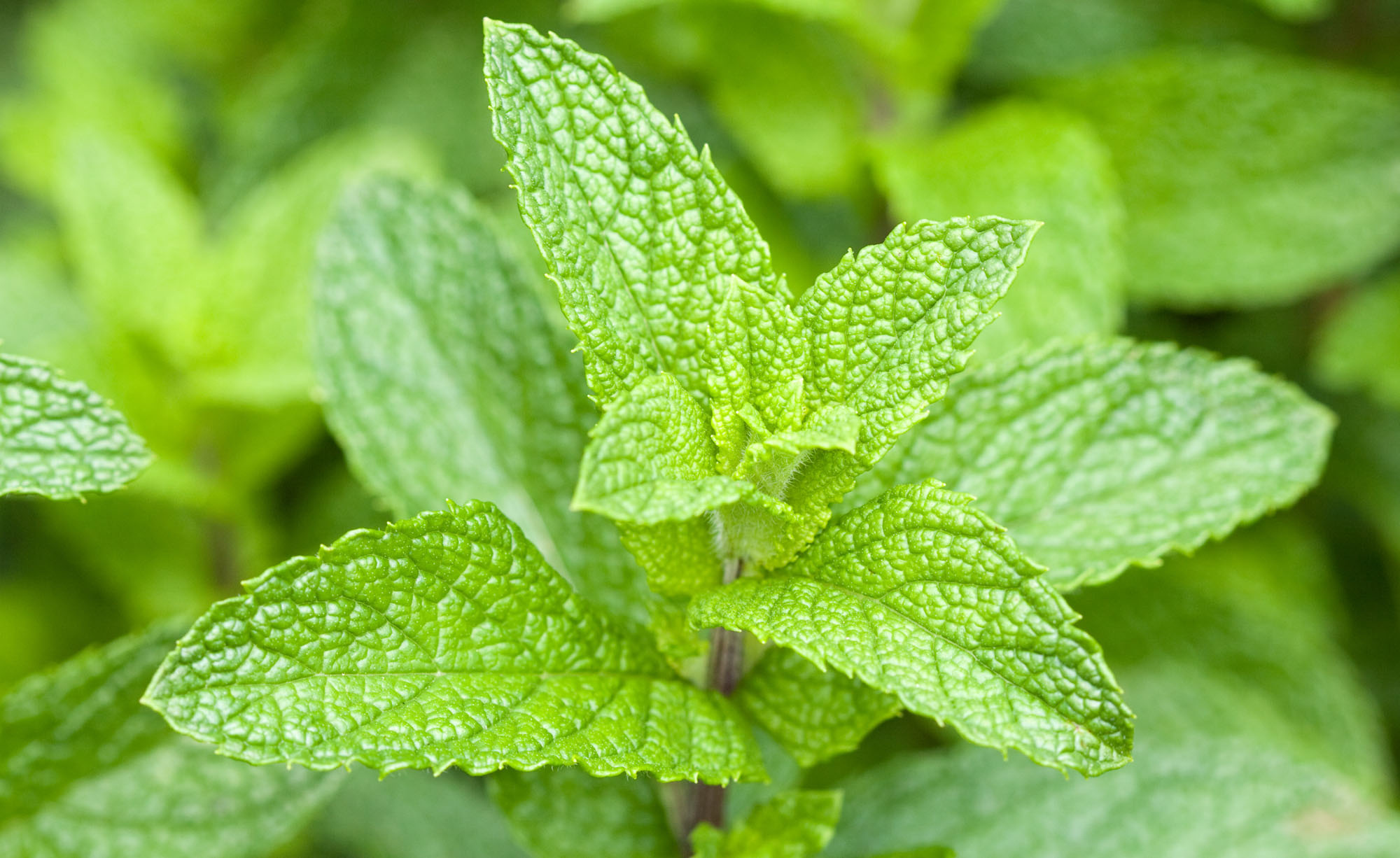 Planting peppermint, Herb cultivation, Garden care, Aromatic plant, 2000x1230 HD Desktop