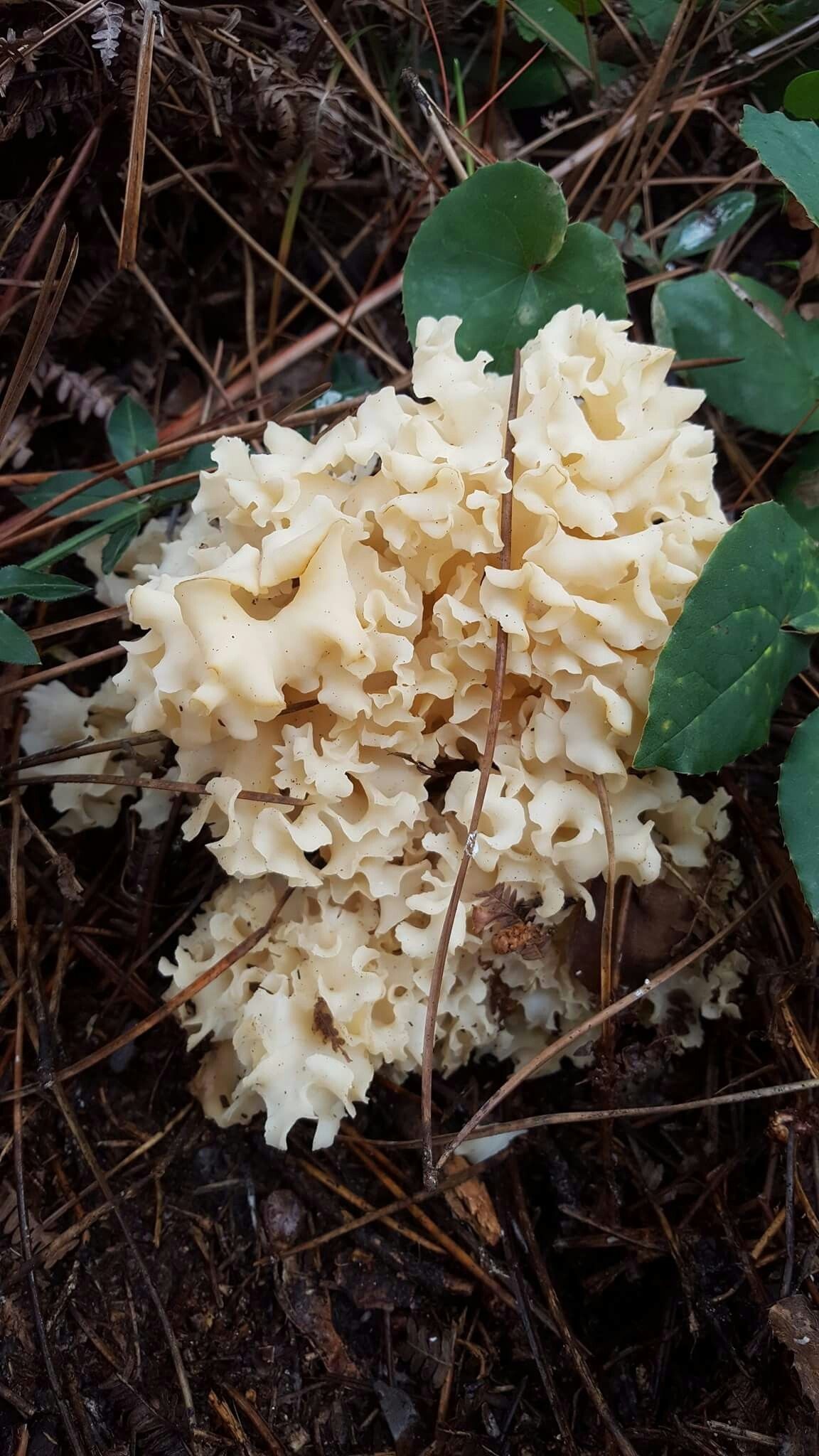 Sparassis crispa cauliflower fungus, Karnibahar mantari, Food, 1160x2050 HD Phone
