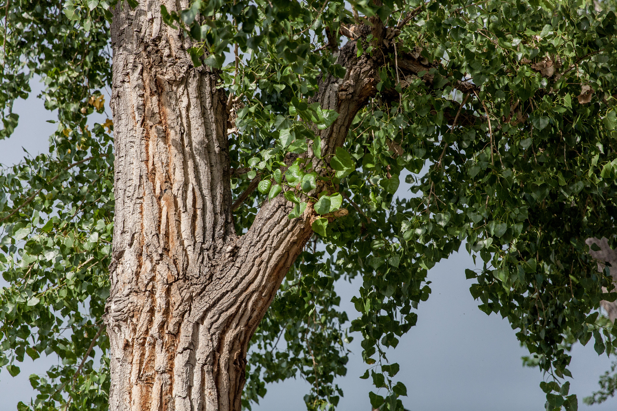 Cottonwood tree care, Ehow article, Expert tips, Healthy growth, 2130x1420 HD Desktop