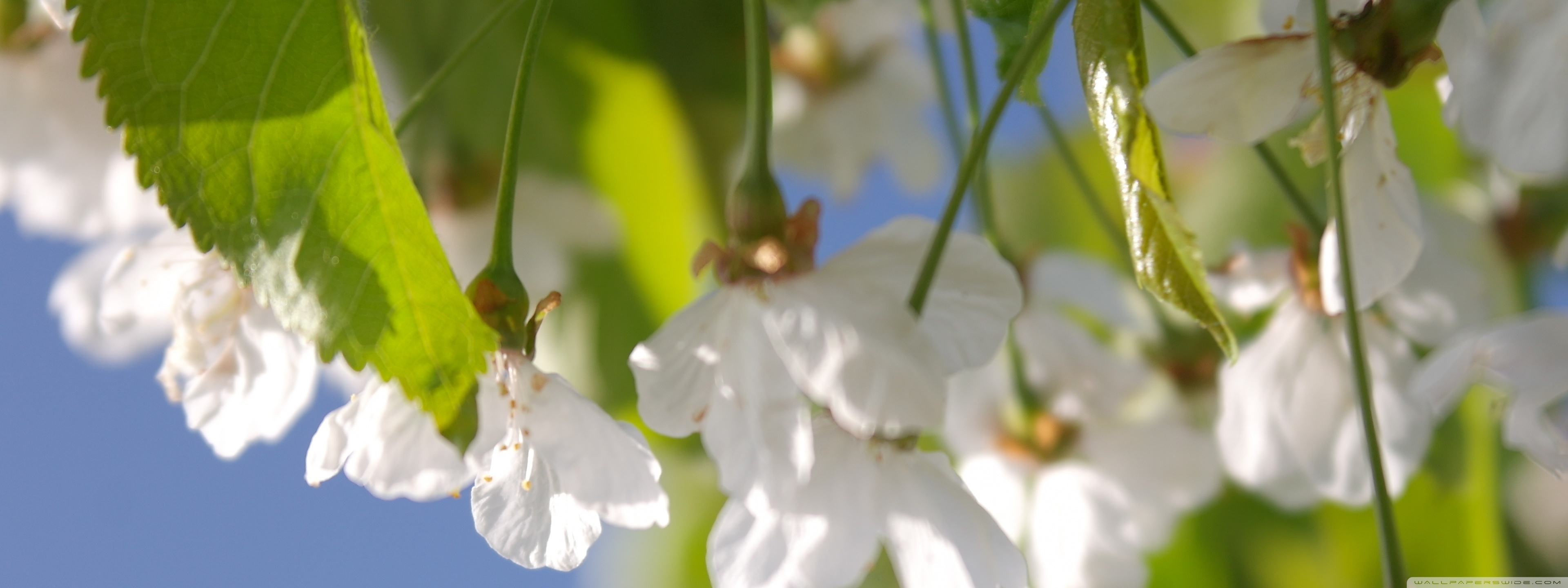 Cherry Tree, Wallpaper resolution, 3840 x 1440, 4k wallpaper, 3840x1440 Dual Screen Desktop