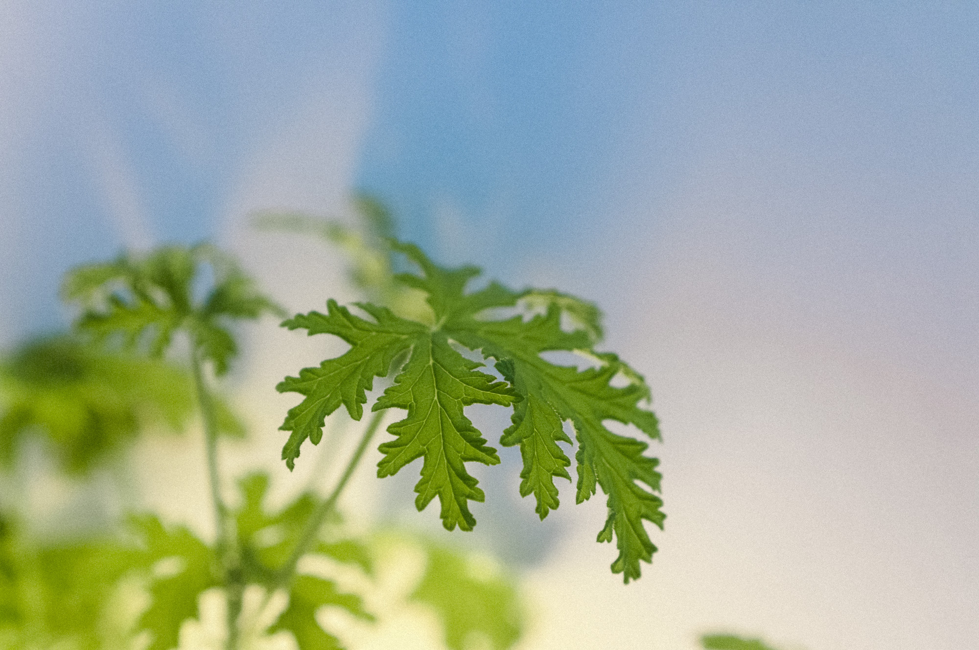 Chervil, Galleri kvit plantemagasinet gro, 2000x1330 HD Desktop