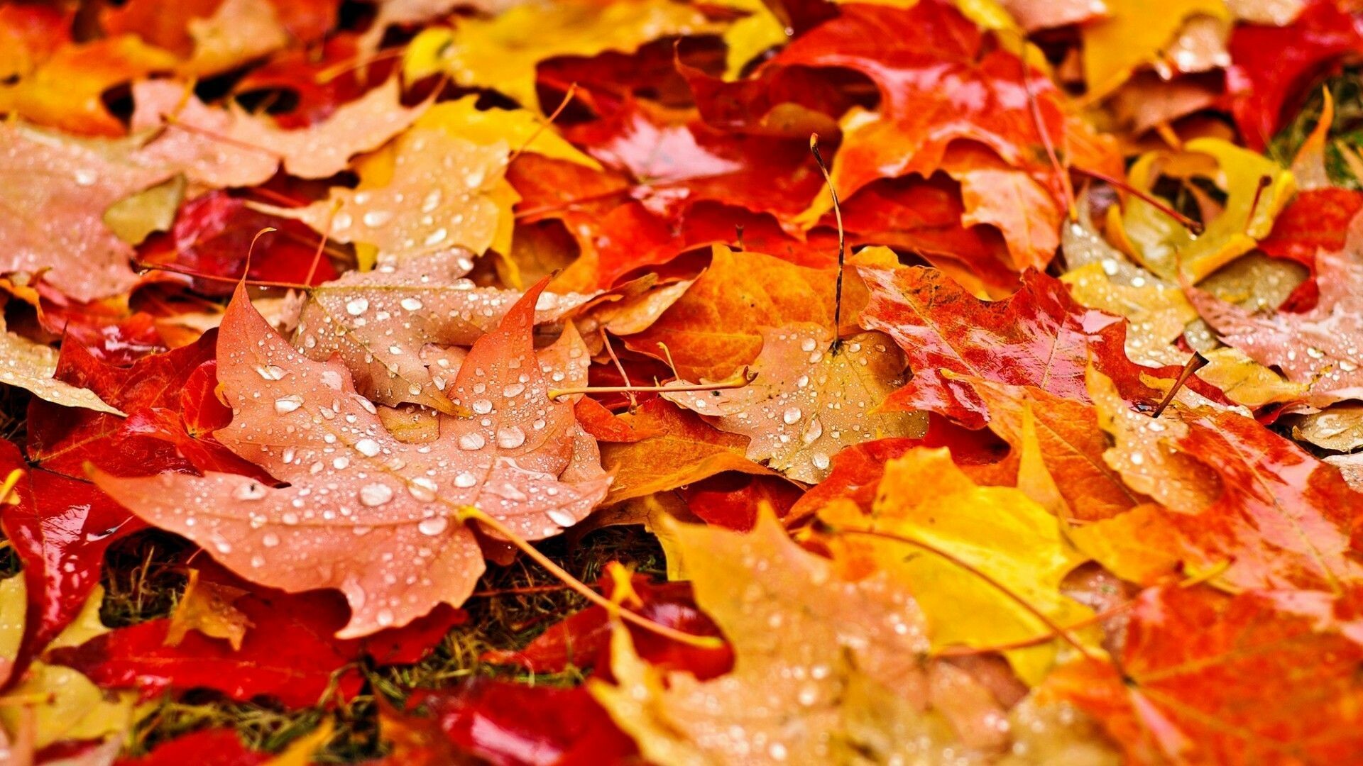 Fall maple leaves, Backgrounds, Wallpaper, Autumn, 1920x1080 Full HD Desktop