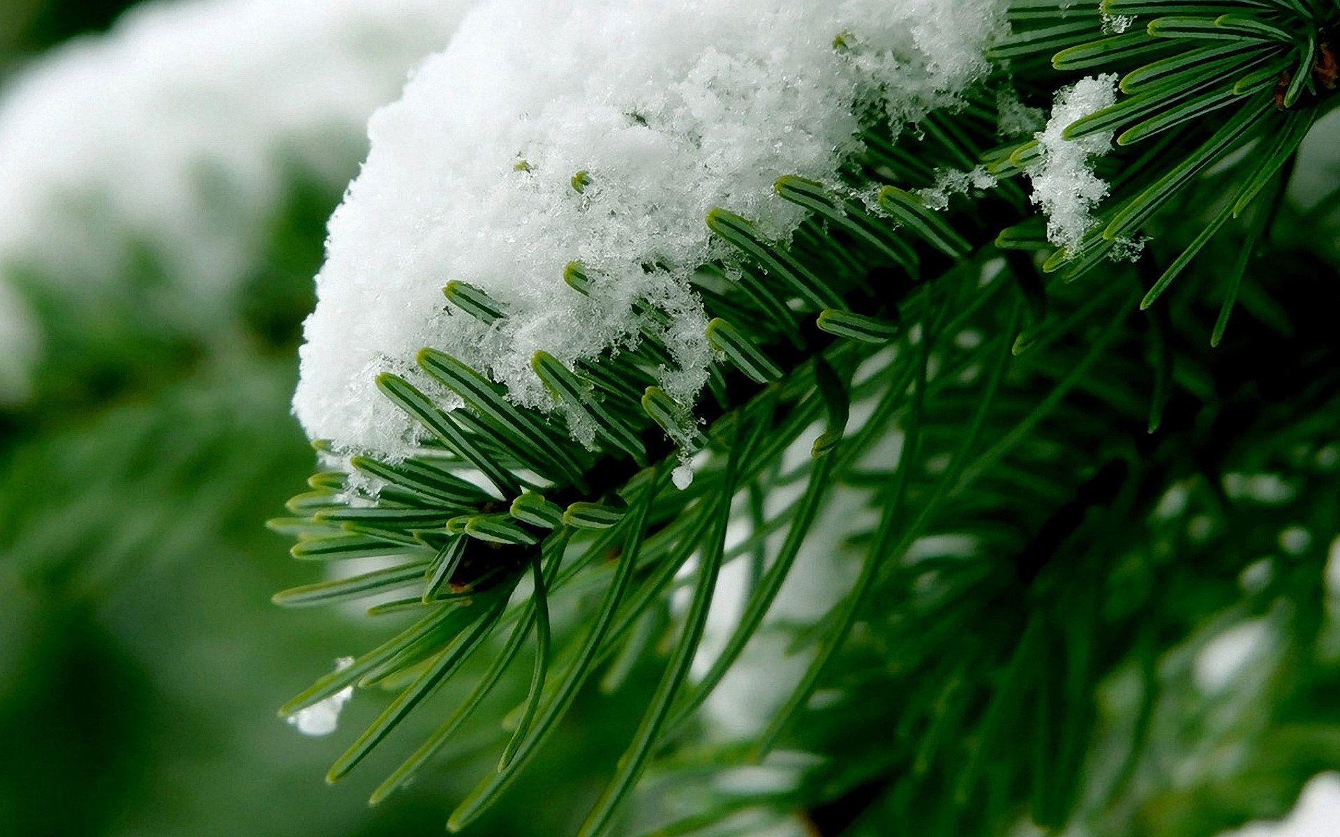 Pine Tree, Wallpapers, 1920x1200 HD Desktop