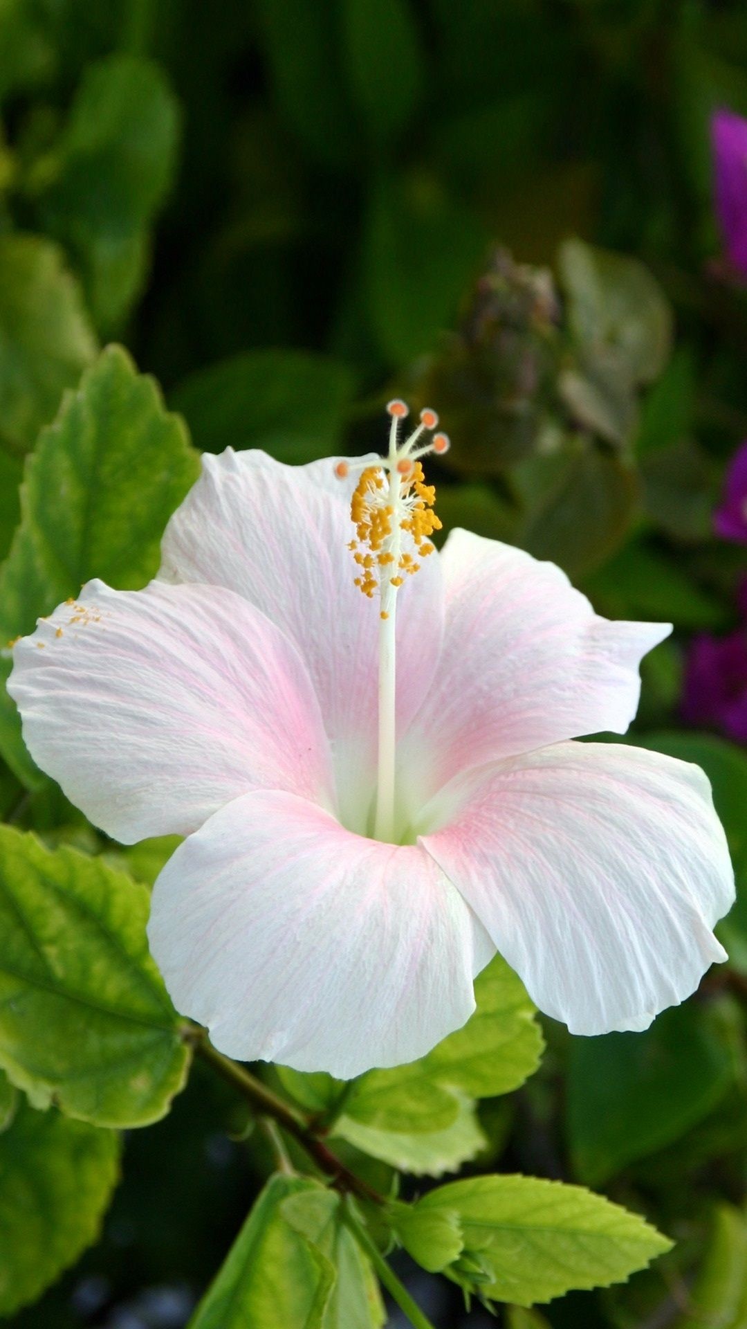 Hibiscus flower, Blooming flowers, Nature's beauty, Free download, 1080x1920 Full HD Phone