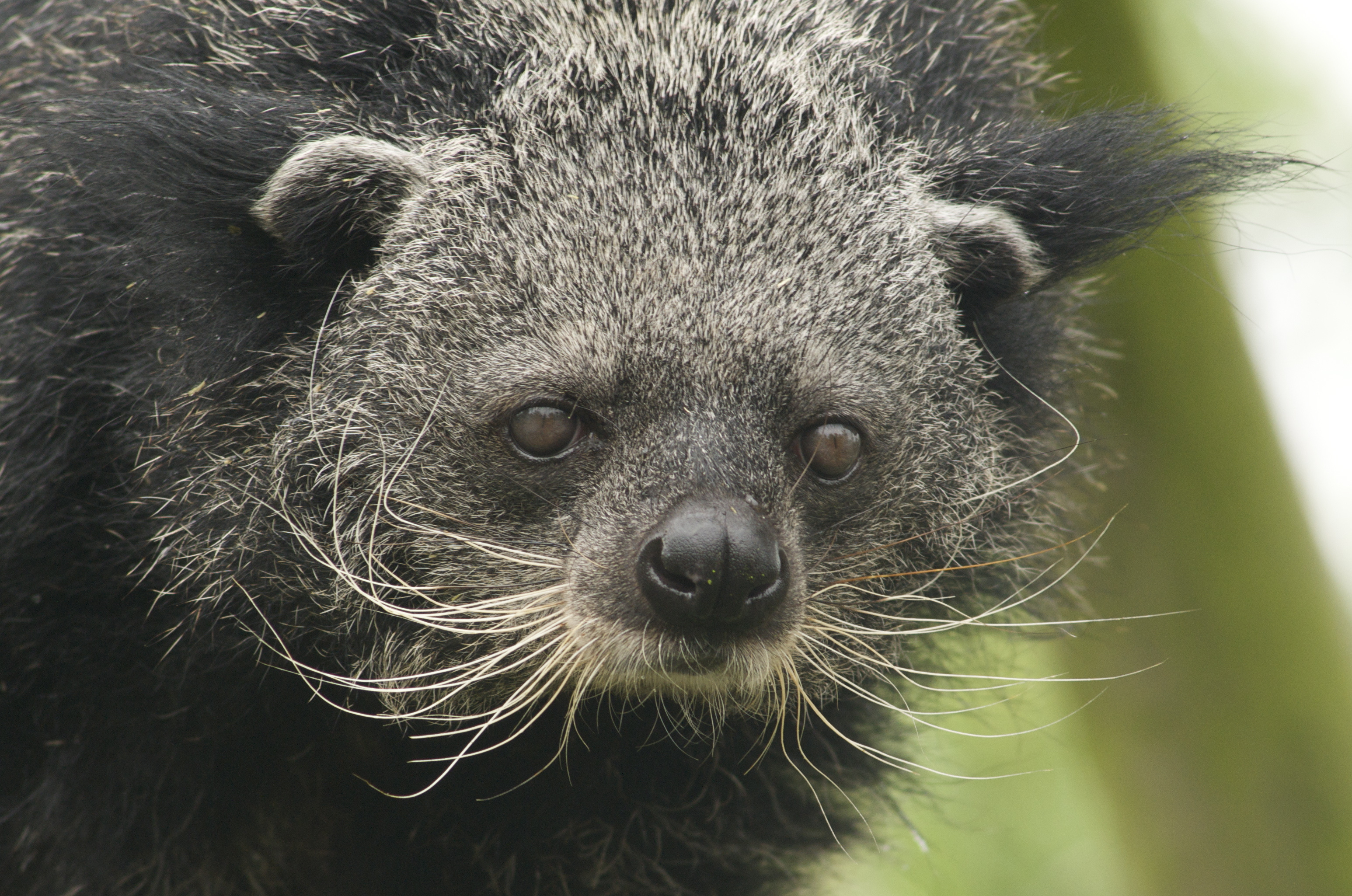 Binturong wallpapers, Animal pictures, 4K wallpapers, 2019 collection, 3100x2050 HD Desktop