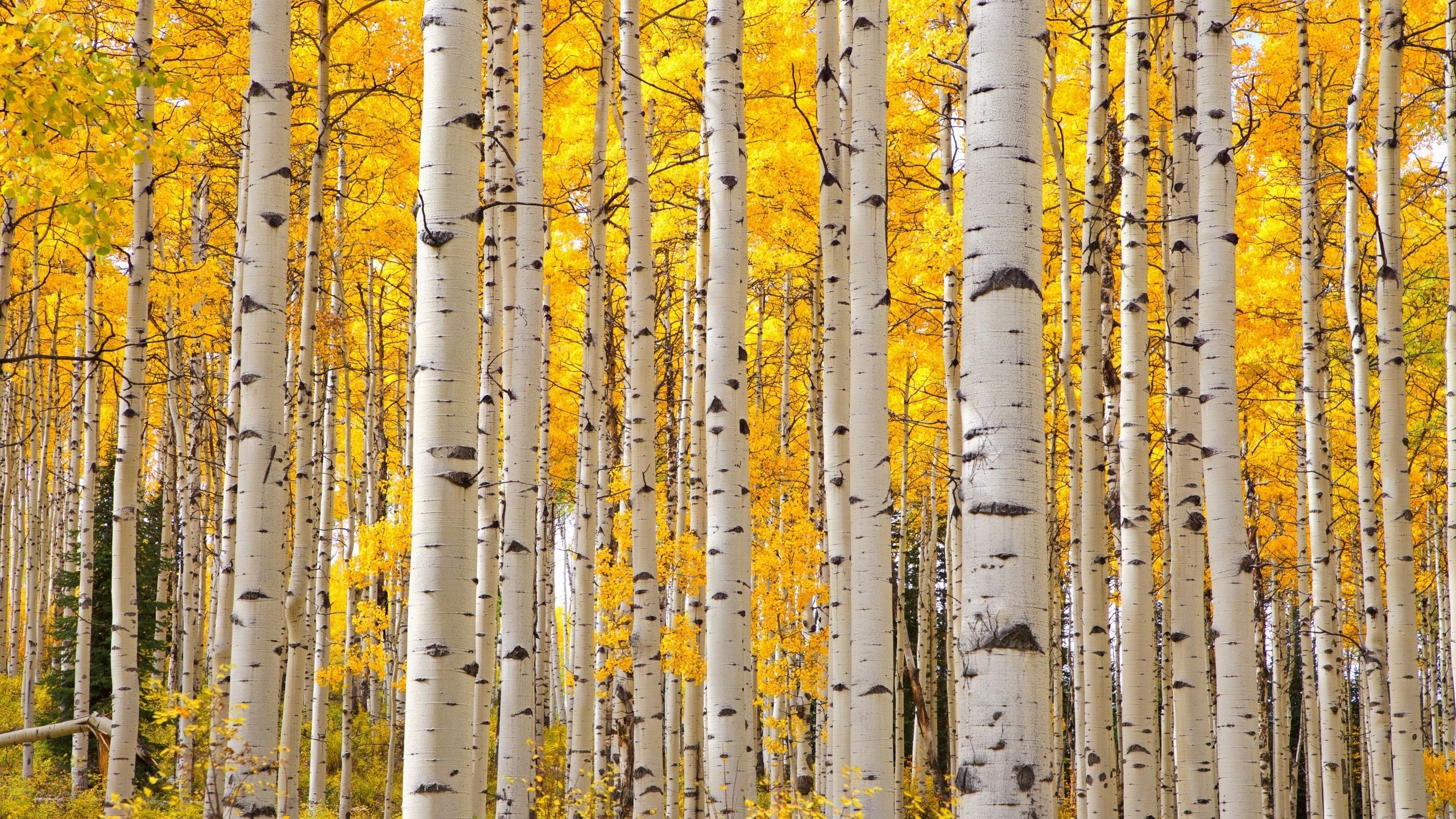 Ornamental aspen pests, Threat to beauty, Disruptive infestation, Tree's natural enemies, 2560x1440 HD Desktop