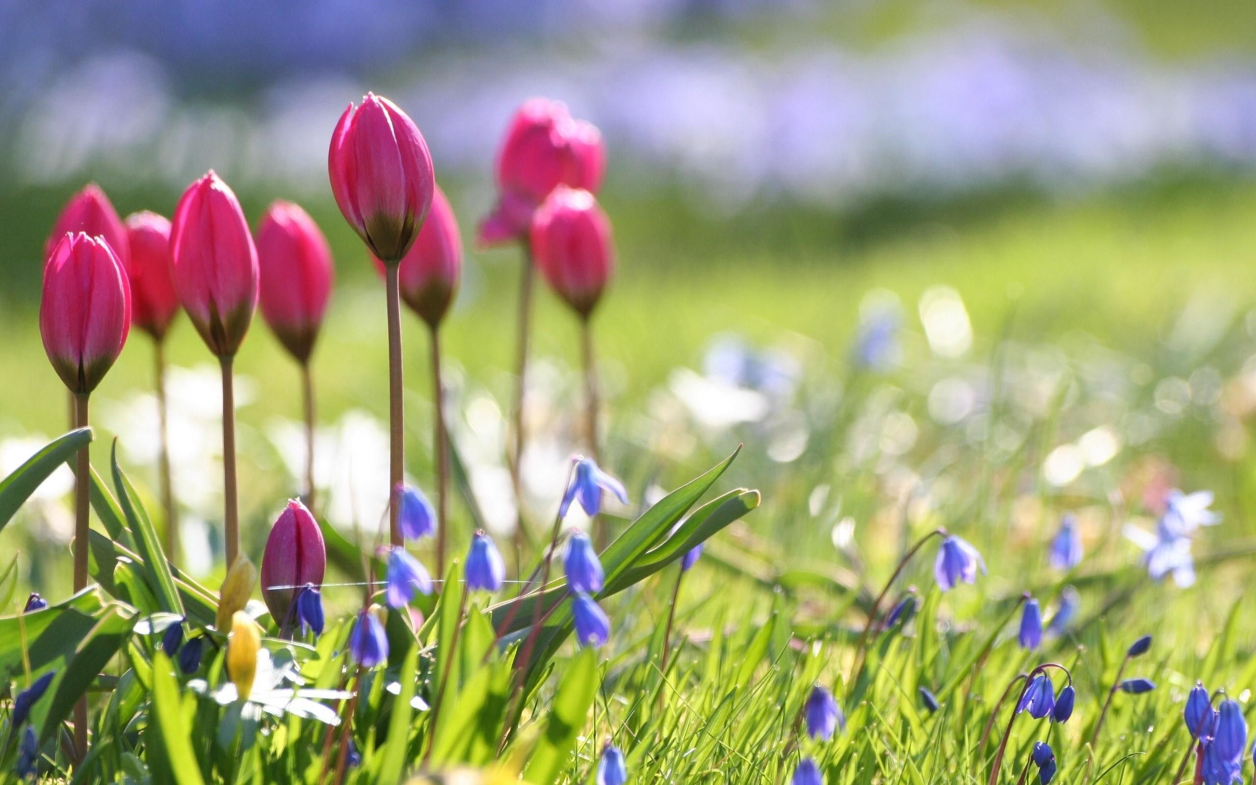 pink botanical tulip buds, blue Siberian squill flowers, sunlit spring grass meadow, HD Desktop wallpaper