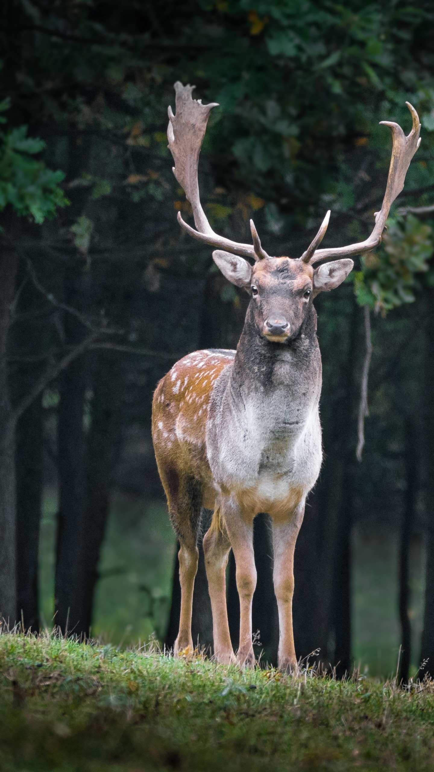 Cute deer, Forest animals, Adorable creature, Nature's charm, 1440x2560 HD Phone