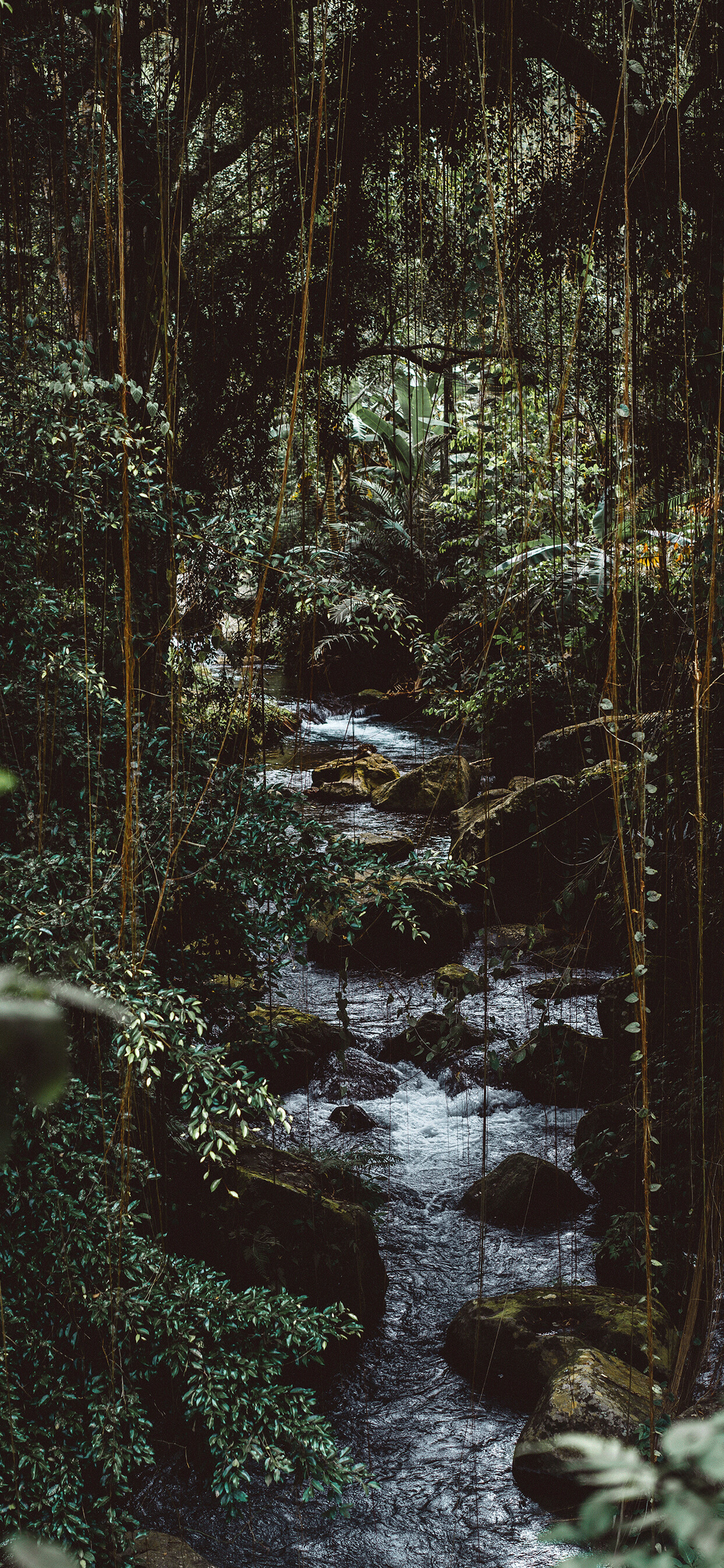 Immersive wilderness, Enchanting junglescapes, Nature's harmony, Tropical paradise, 1250x2690 HD Phone