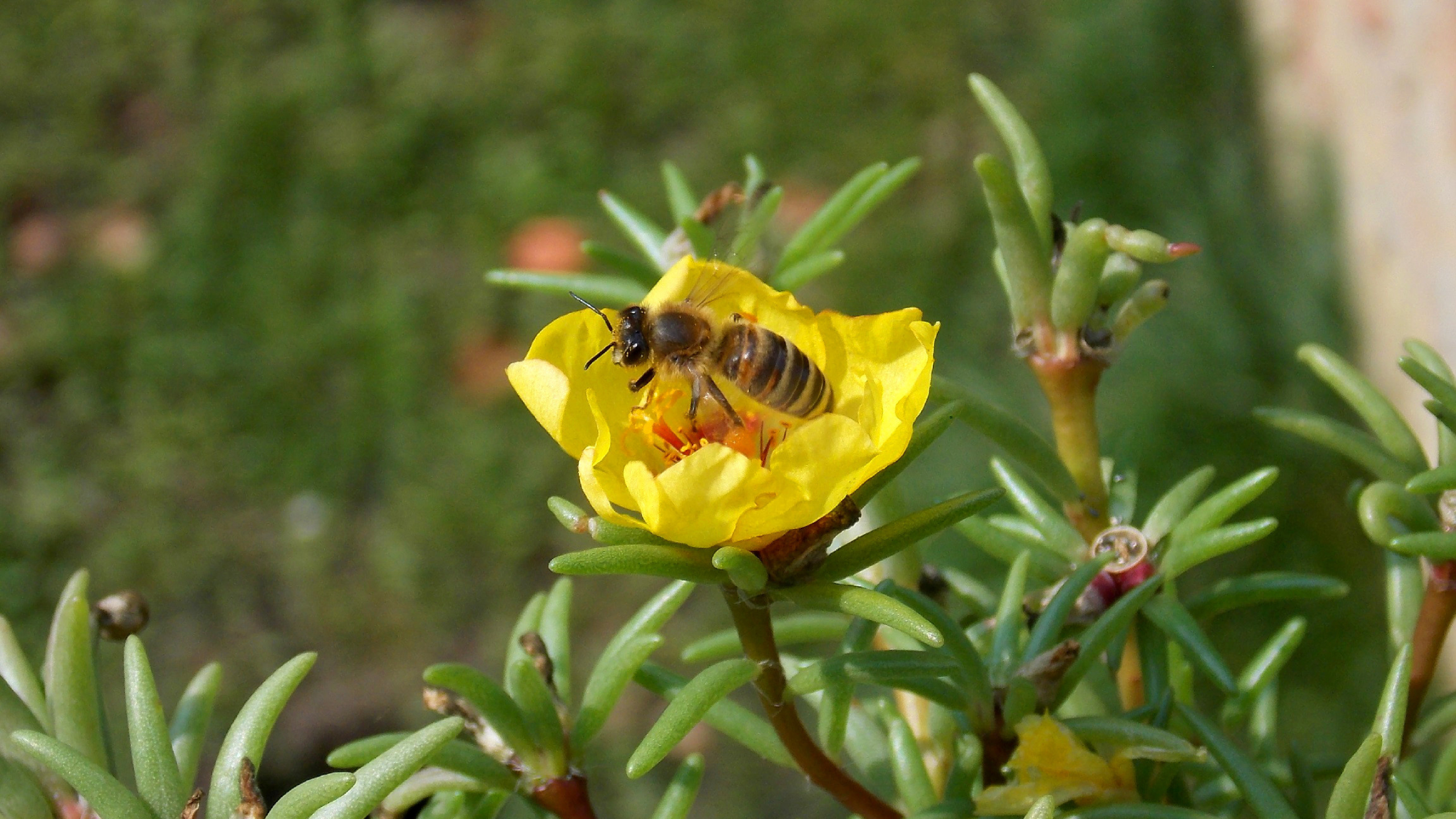 Yellow flower, Bee's paradise, Floral wallpaper, Nature's marvel, 2560x1440 HD Desktop