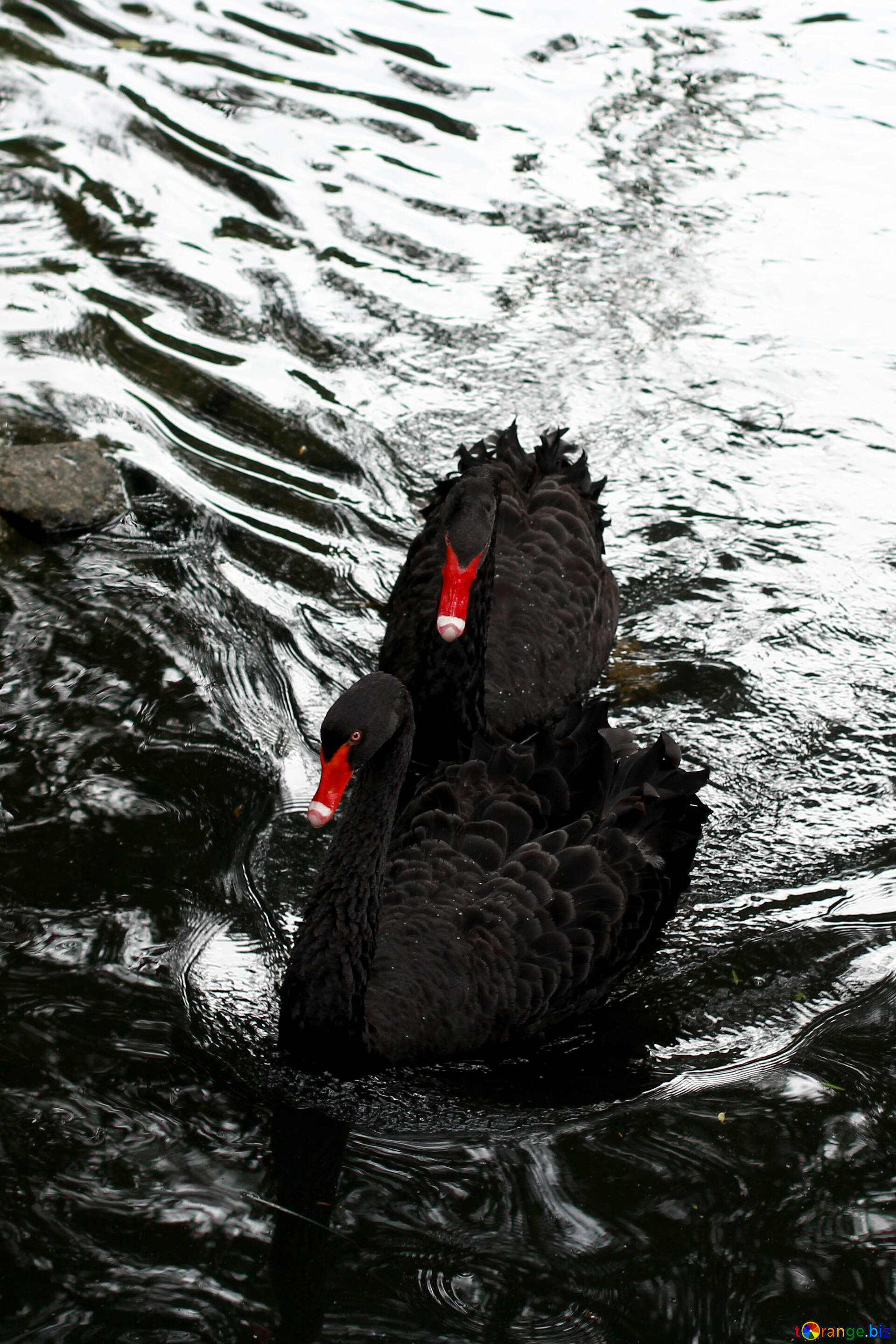 Black Swans image, Water, Park, CC by license, 1920x2880 HD Phone