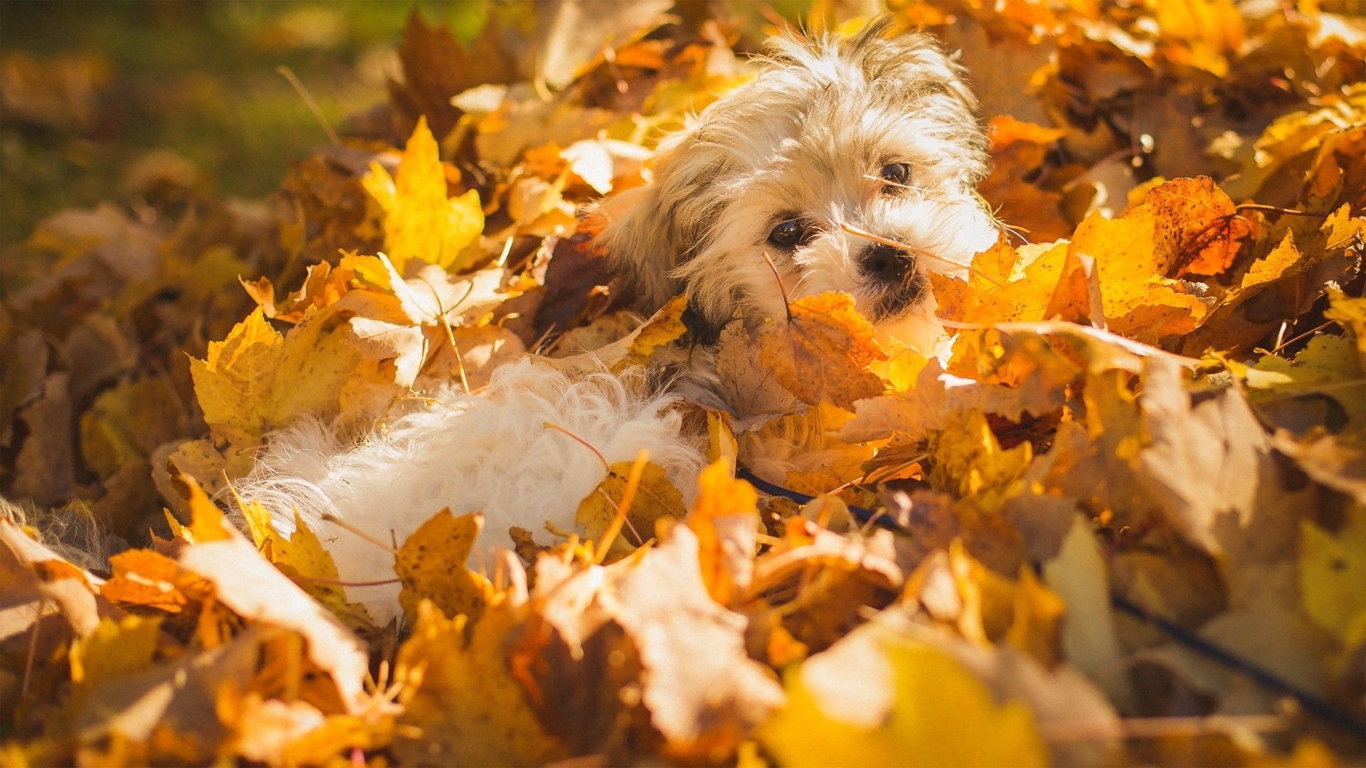 Autumn pets, Desktop wallpapers, Free, Backgrounds, 1920x1080 Full HD Desktop