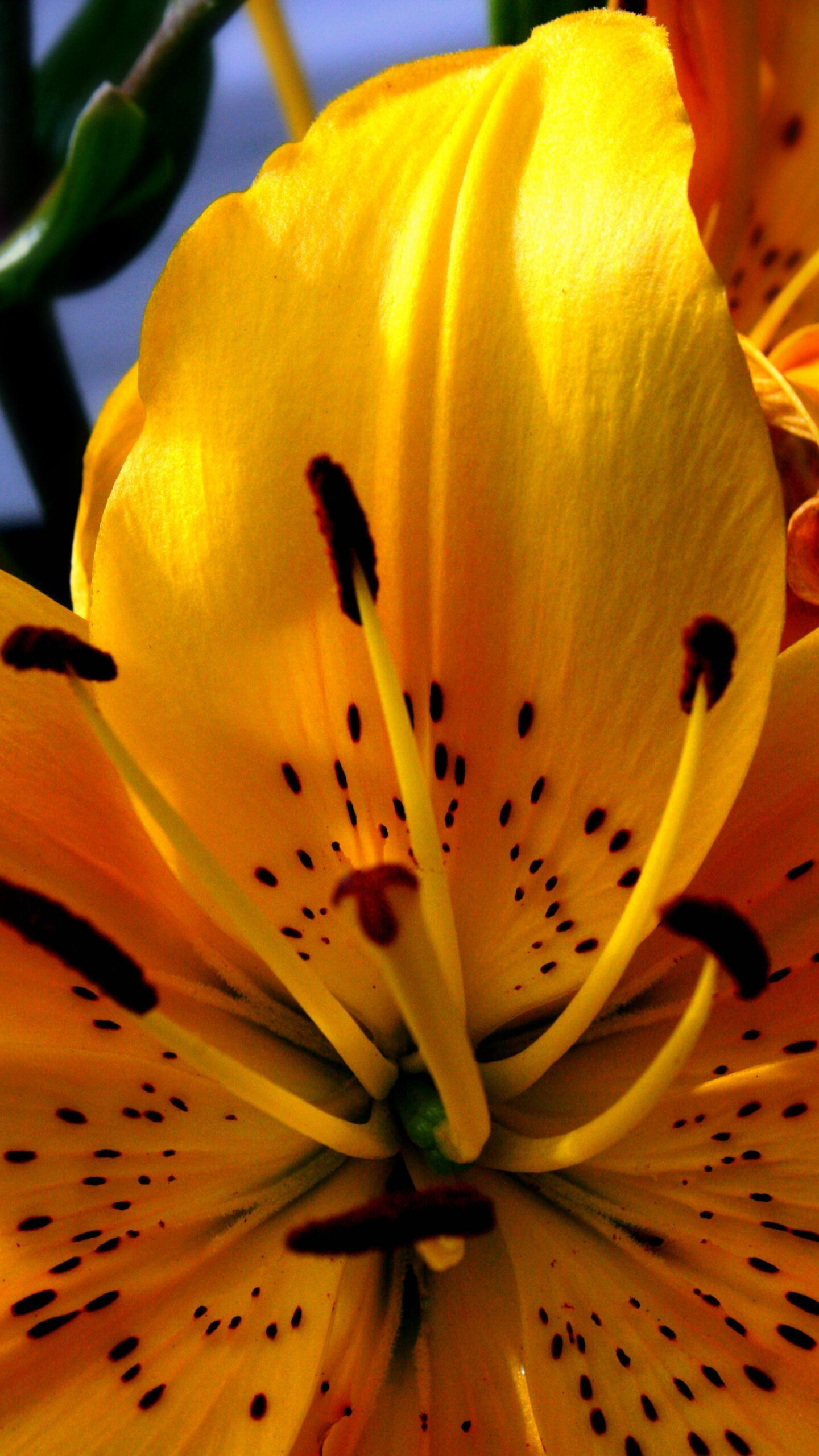 Tiger lily wallpapers, High quality, Desktop, Mobile, 1440x2560 HD Phone